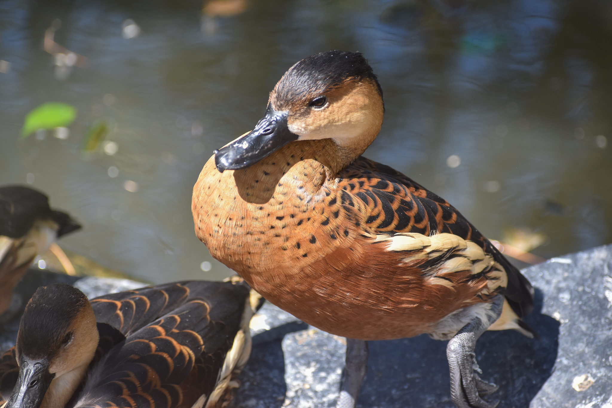 Wandering Whistling-Duck
