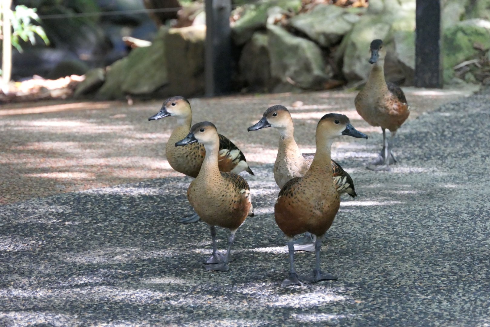 Wandering Whistling-Duck