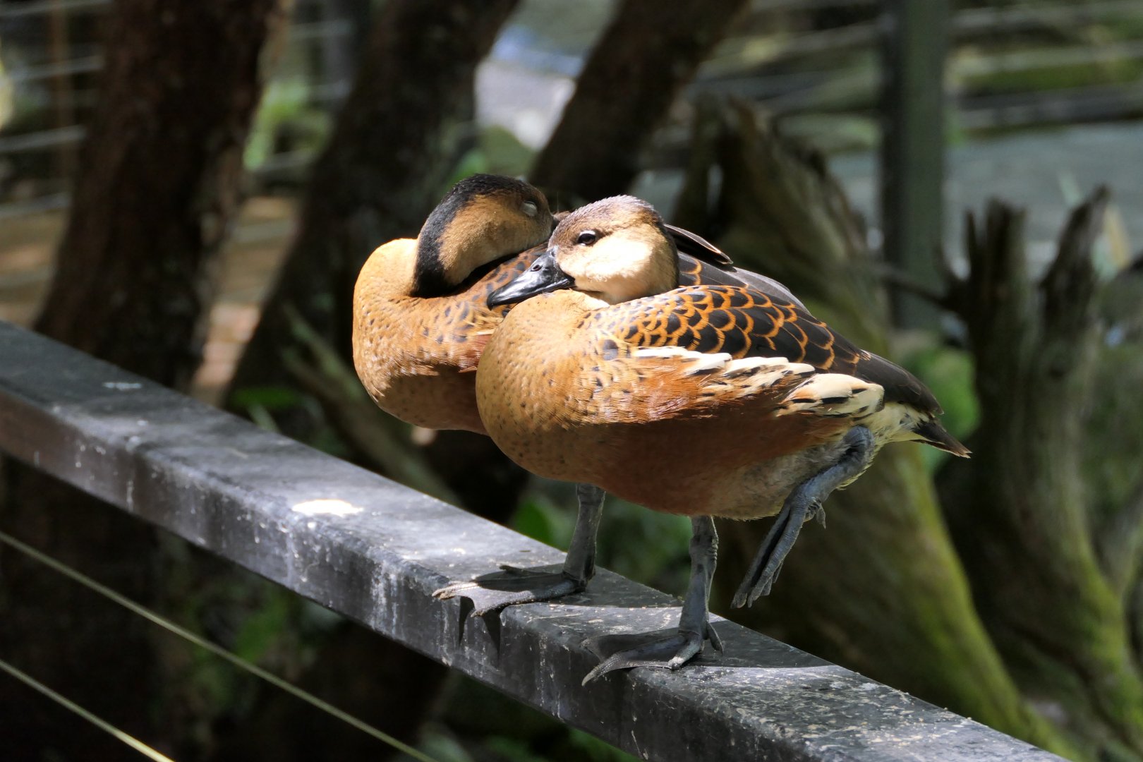 Wandering Whistling-Duck