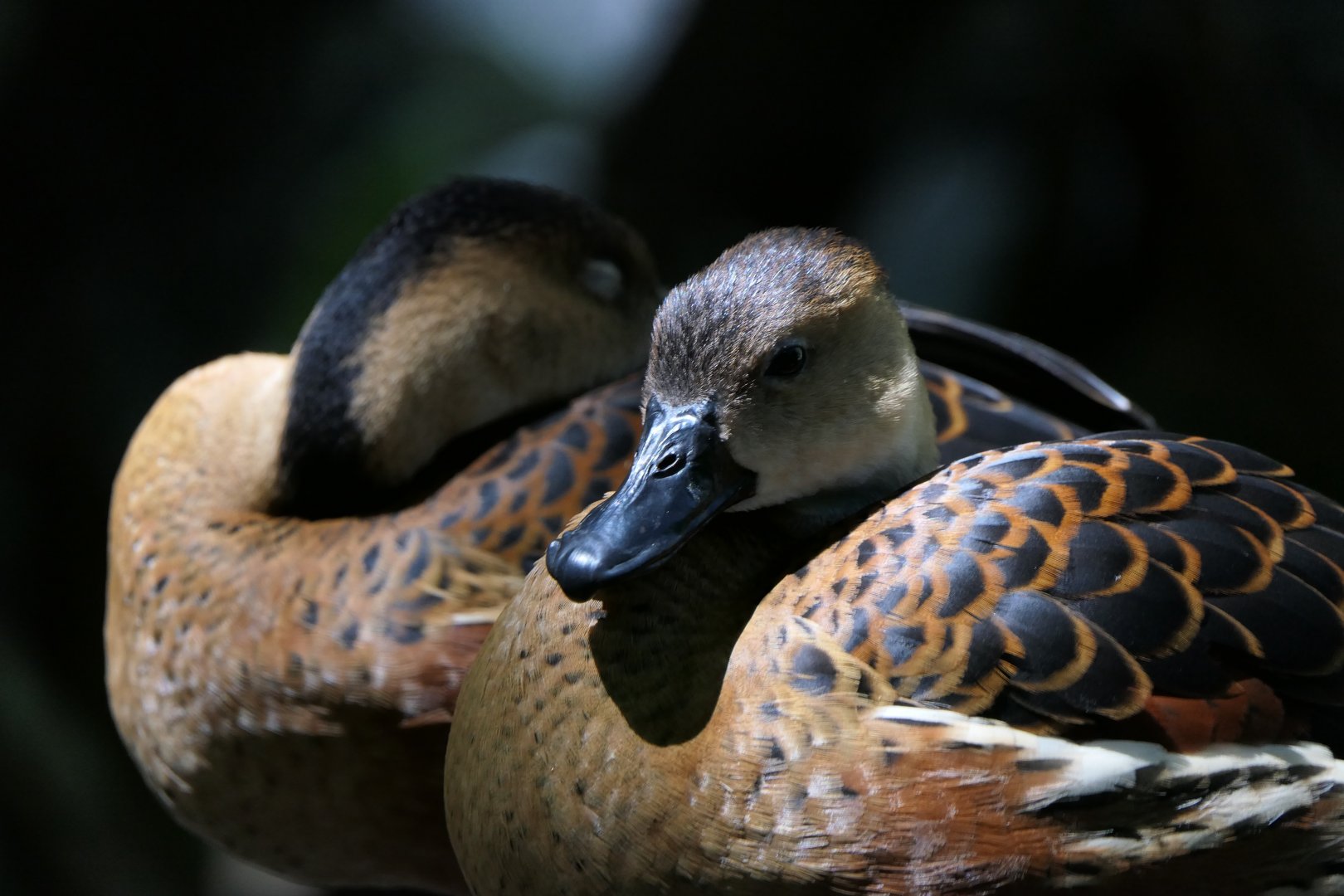 Wandering Whistling-Duck