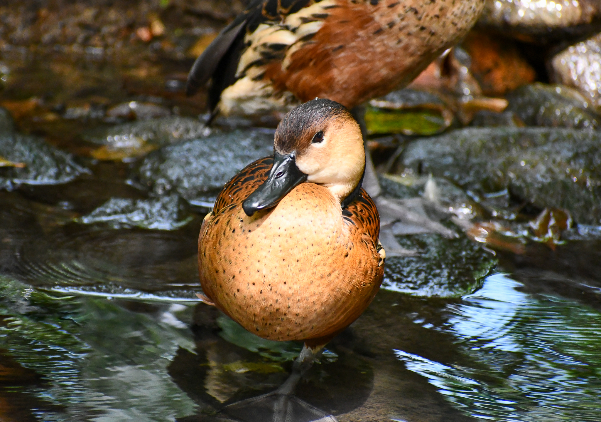Wandering Whistling-Duck