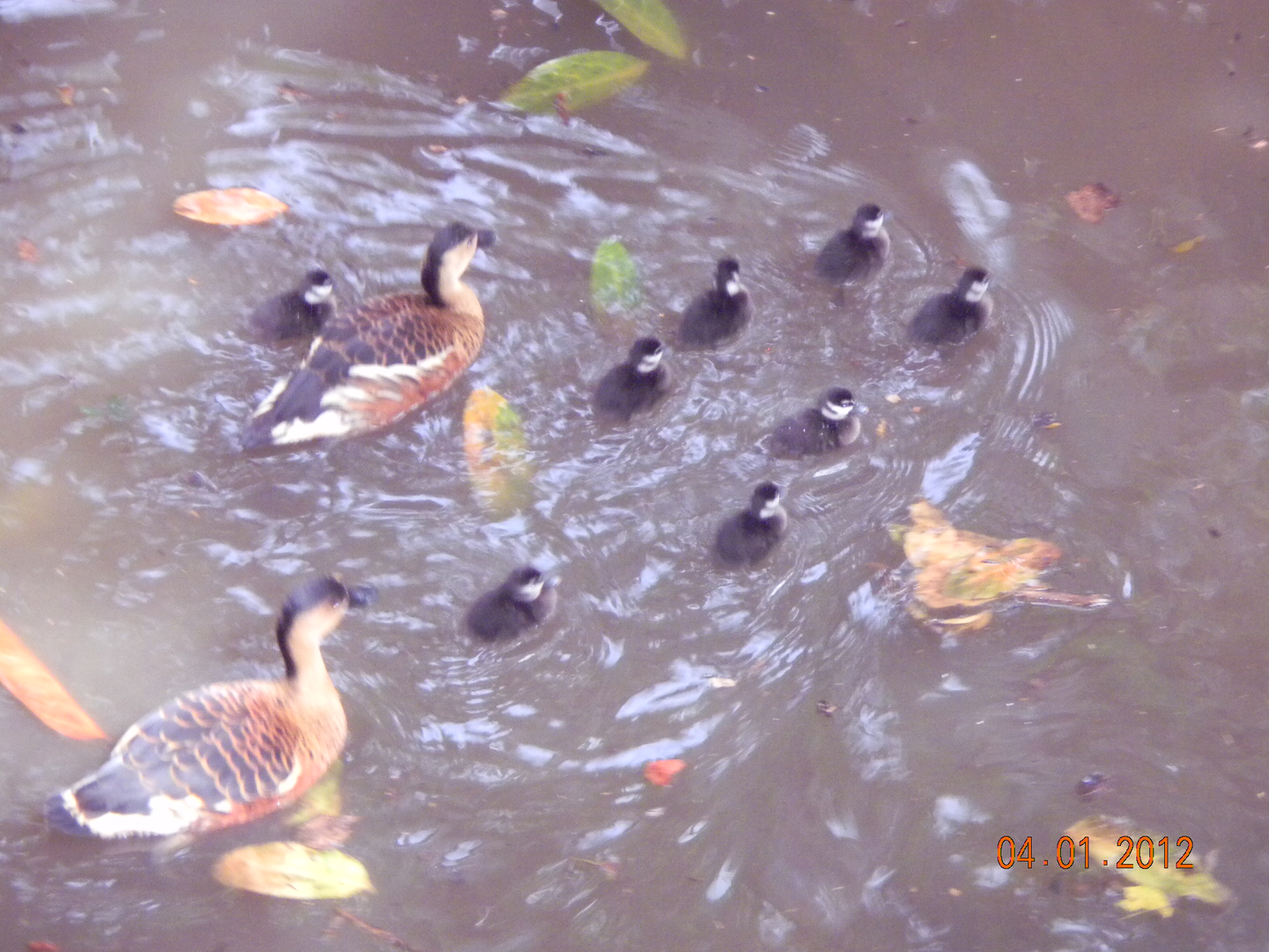 Wandering Whistling-Ducks and ducklings - Wildlife Habitat 2012