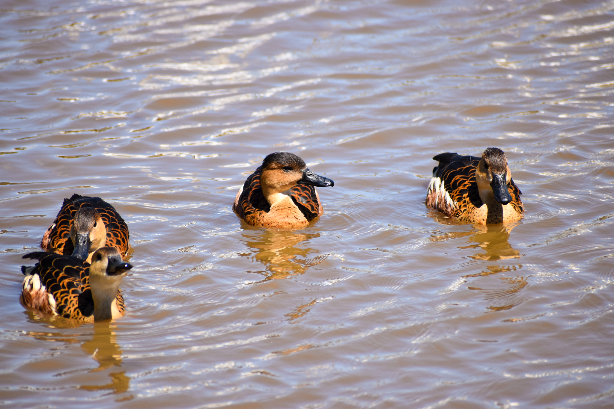 Wandering Whistling Ducks (Dendrocygna arcuata)