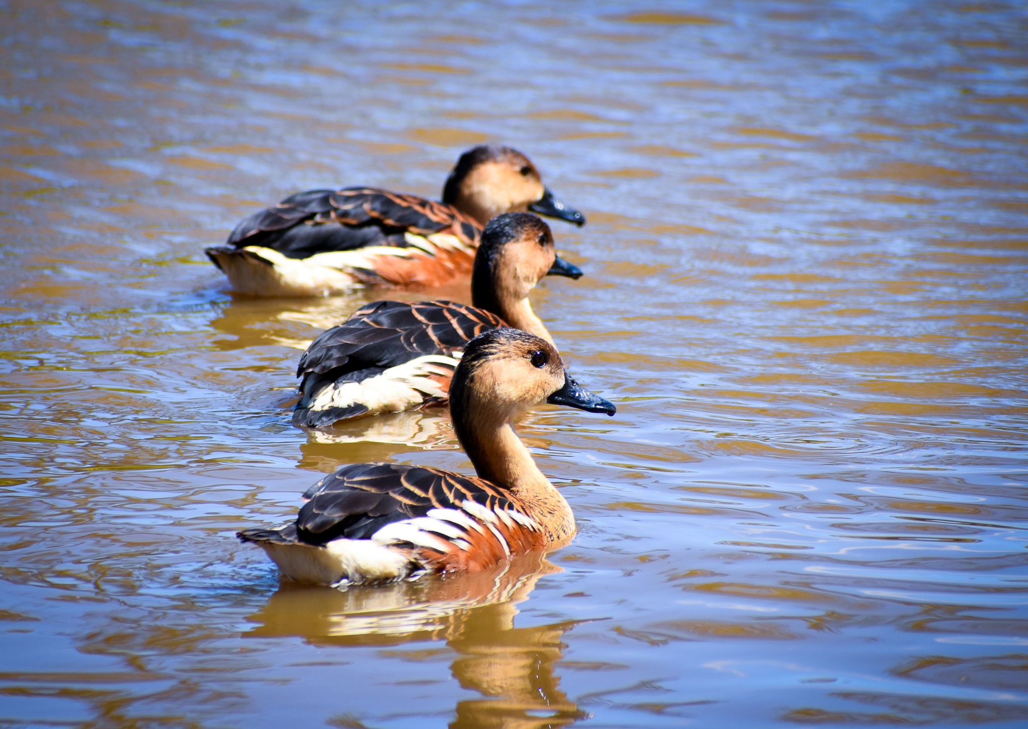 Wandering Whistling Ducks (Dendrocygna arcuata)