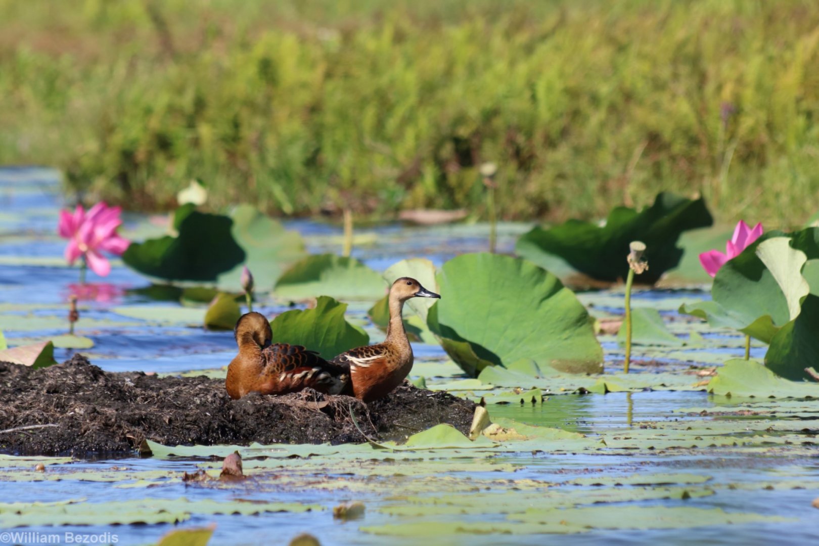Wandering Whistling Ducks - Fogg Dam
