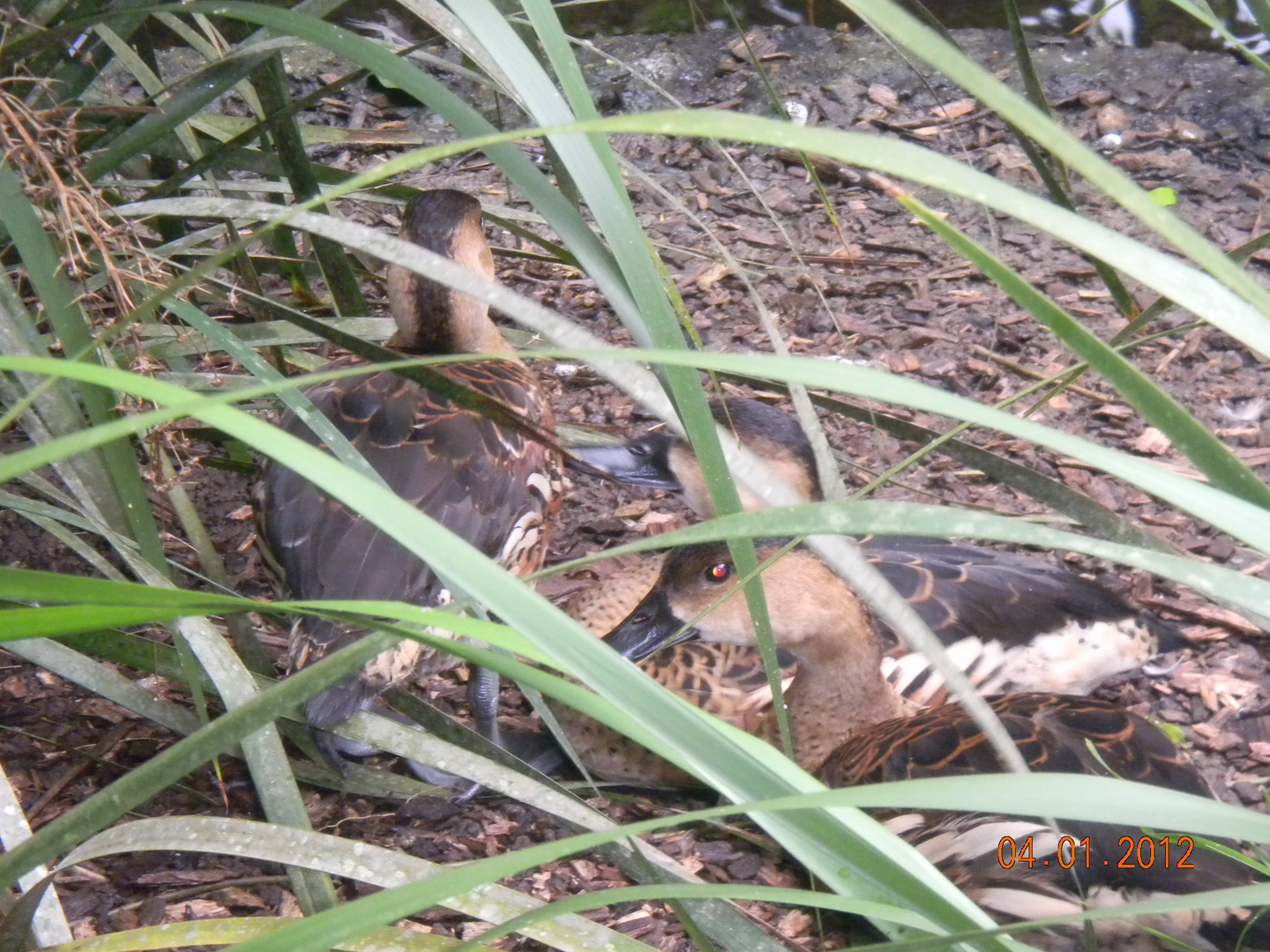 Wandering Whistling-Ducks - Wildlife Habitat 2012