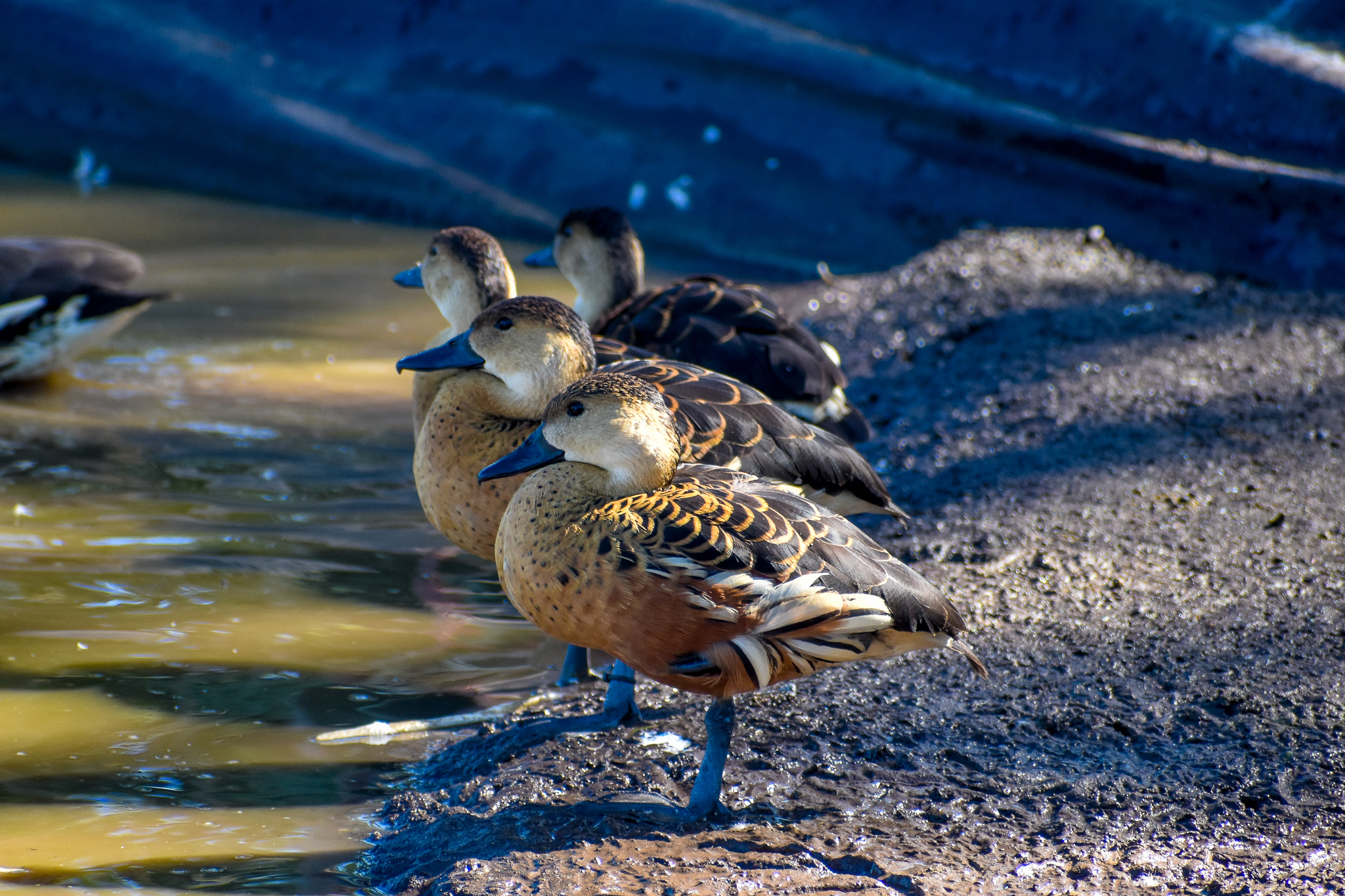 Wandering Whistling Ducks