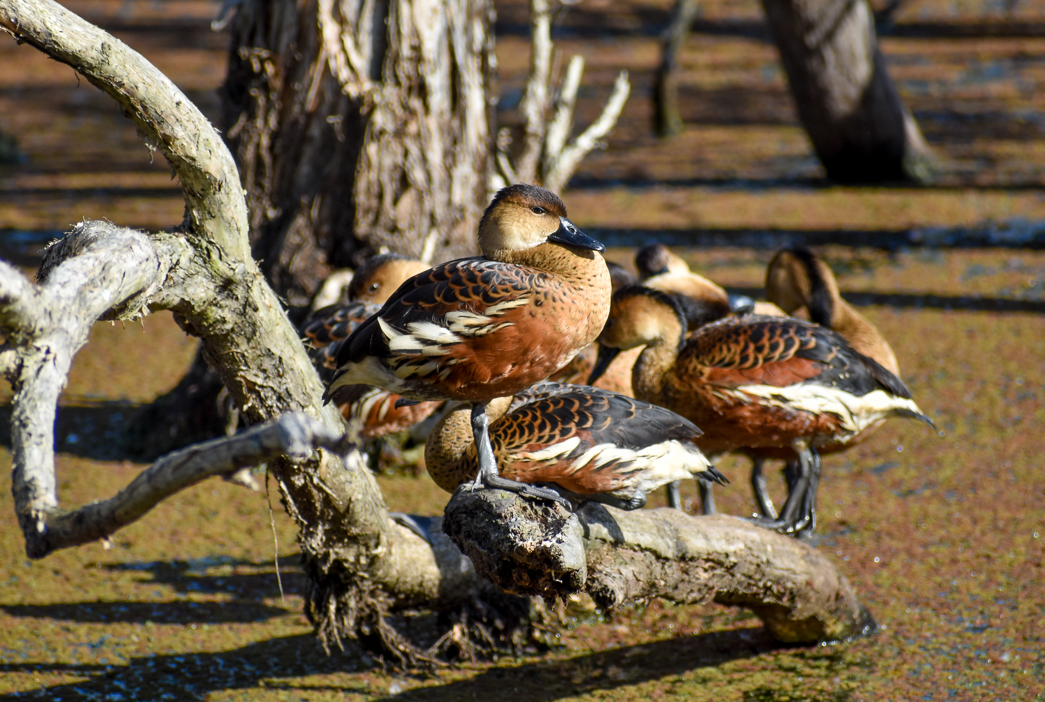 Wandering Whistling-Ducks