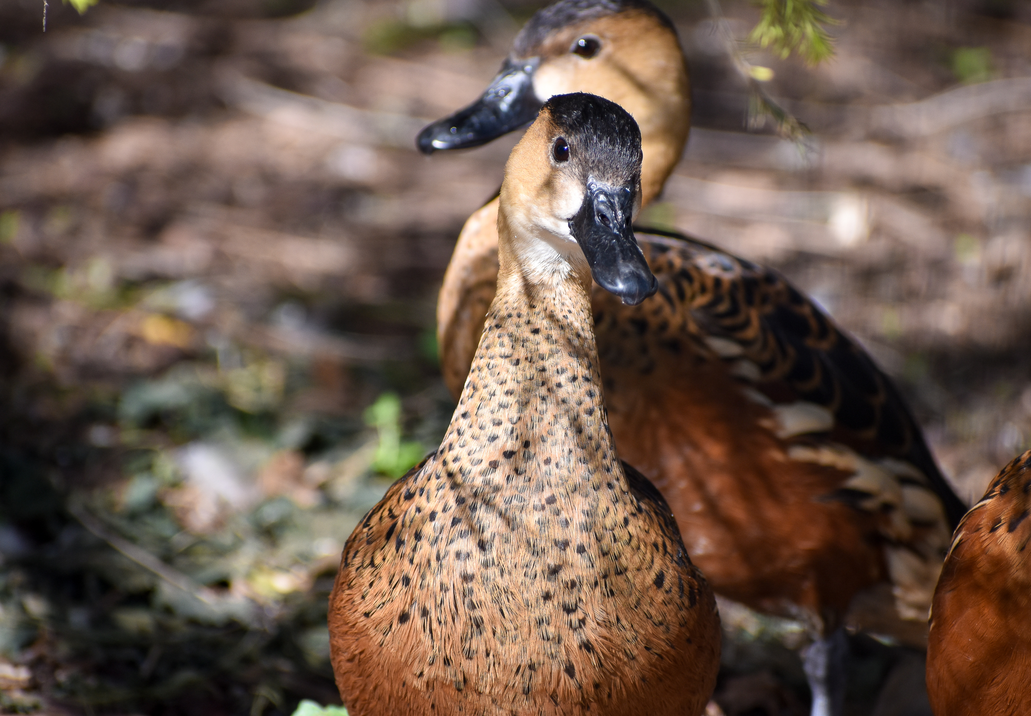 Wandering Whistling-Ducks