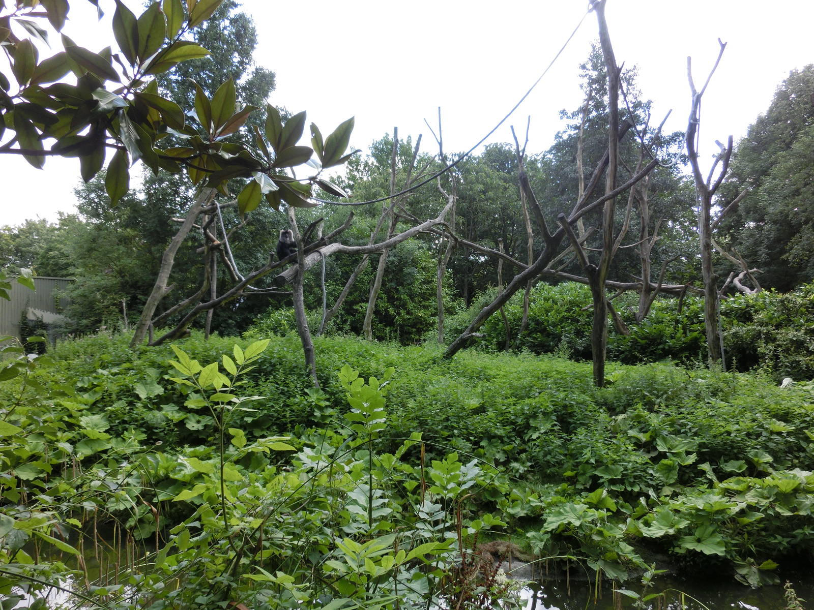 wanderoo (macaca silenus) exhibit - Diergaarde Blijdorp