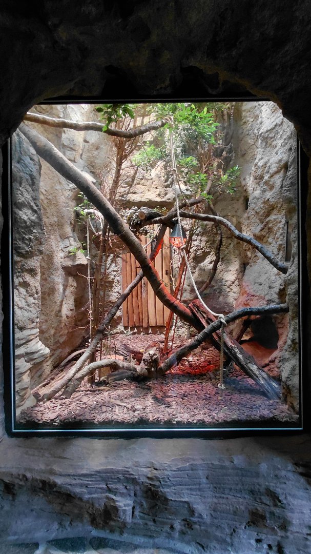 Wanderu - Indoor treeshrew exhibit