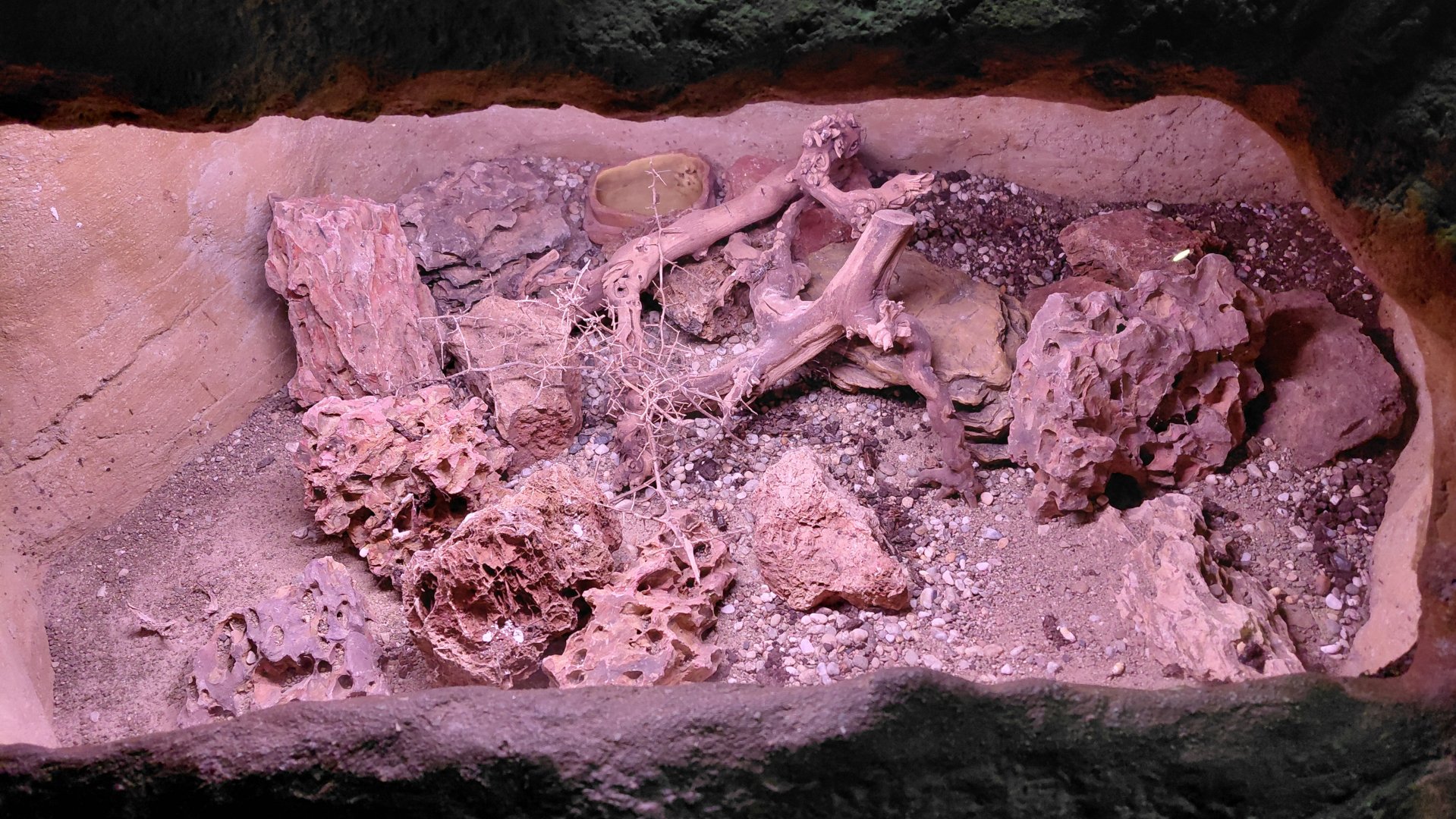 Wanderu - leopard gecko exhibit