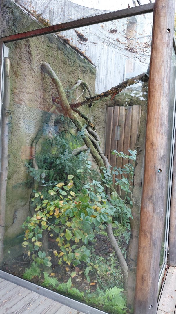 Wanderu - Outdoor treeshrew exhibit