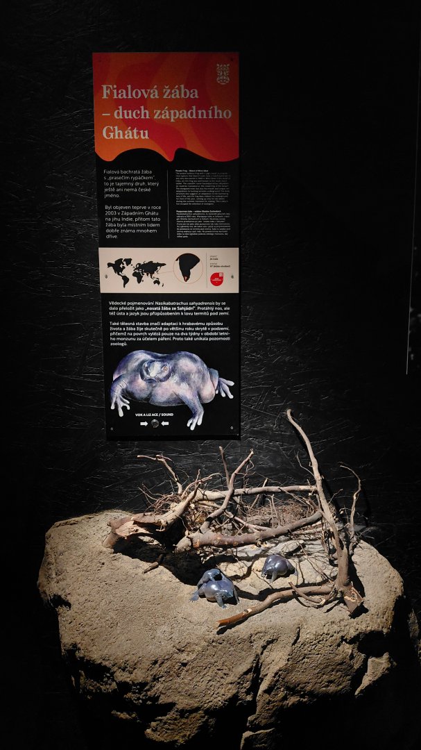 Wanderu - Purple frog educational site