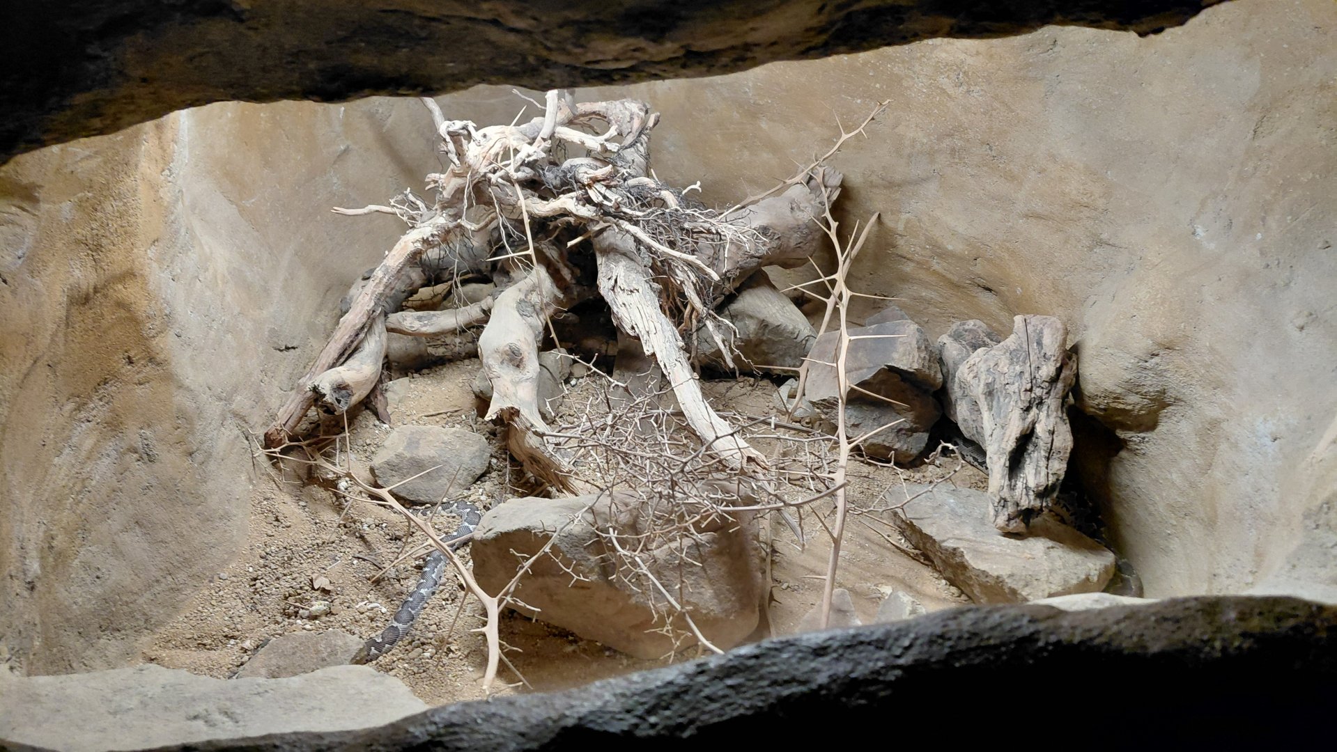 Wanderu - sand boa exhibit