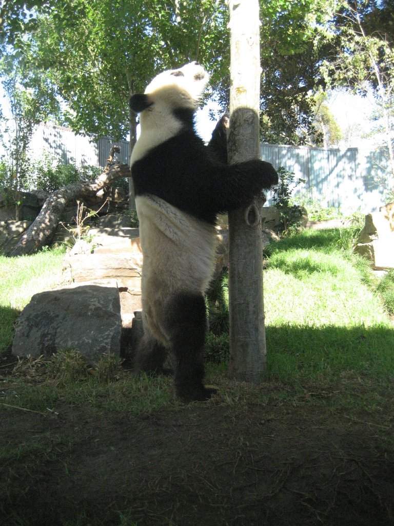 Wang Wang standing by a tree