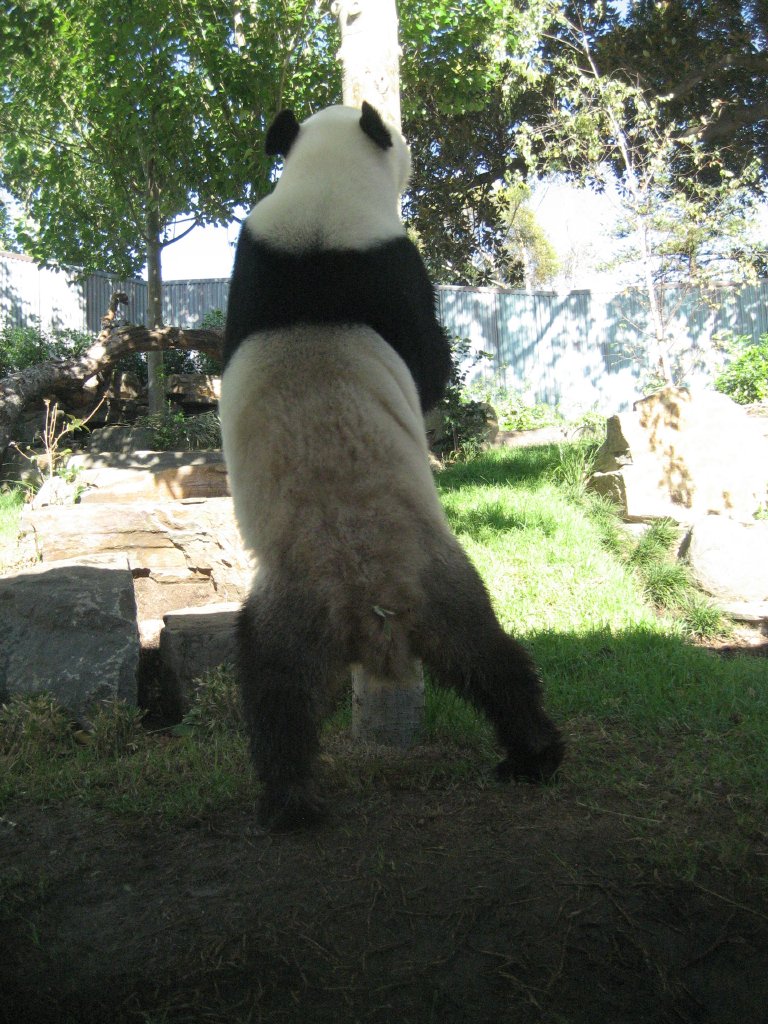 Wang Wang standing