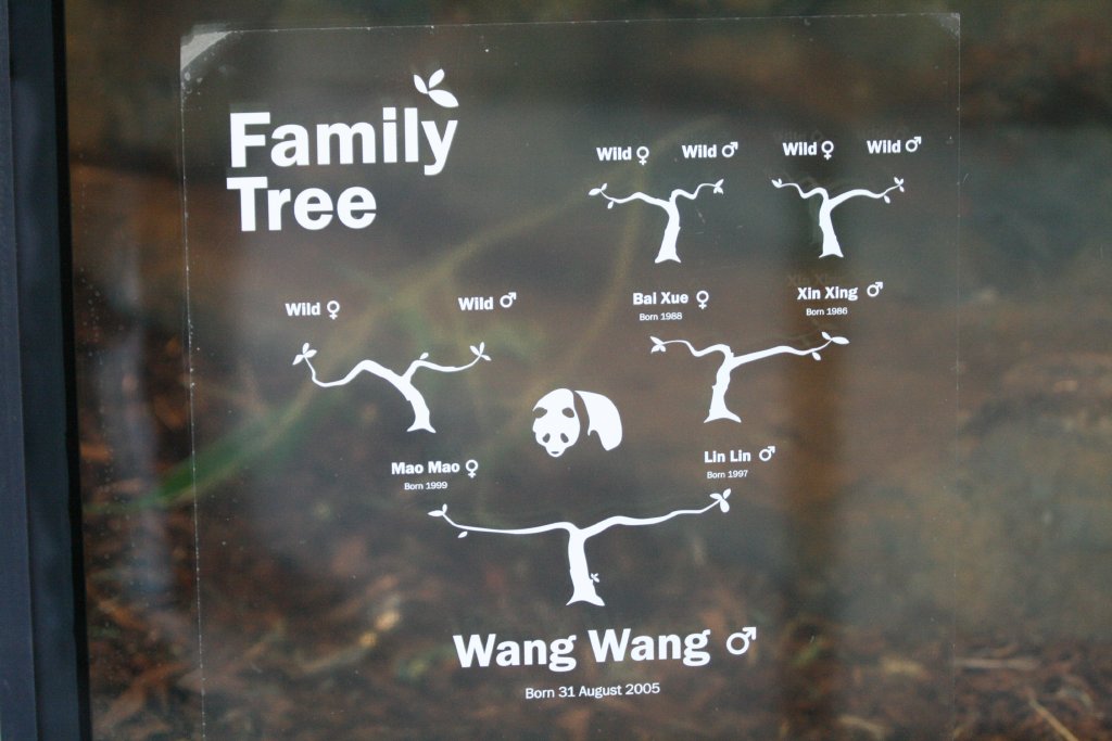 Wang Wang's Family Tree