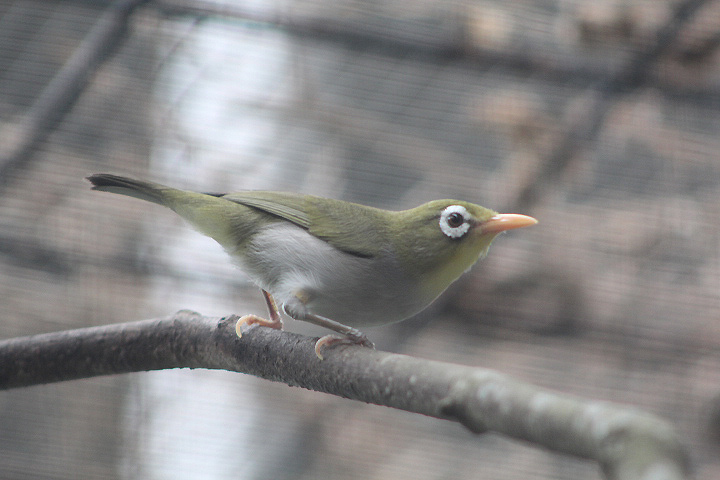 Wangi-Wangi white-eye (Zosterops paruhbesar) - PCBA