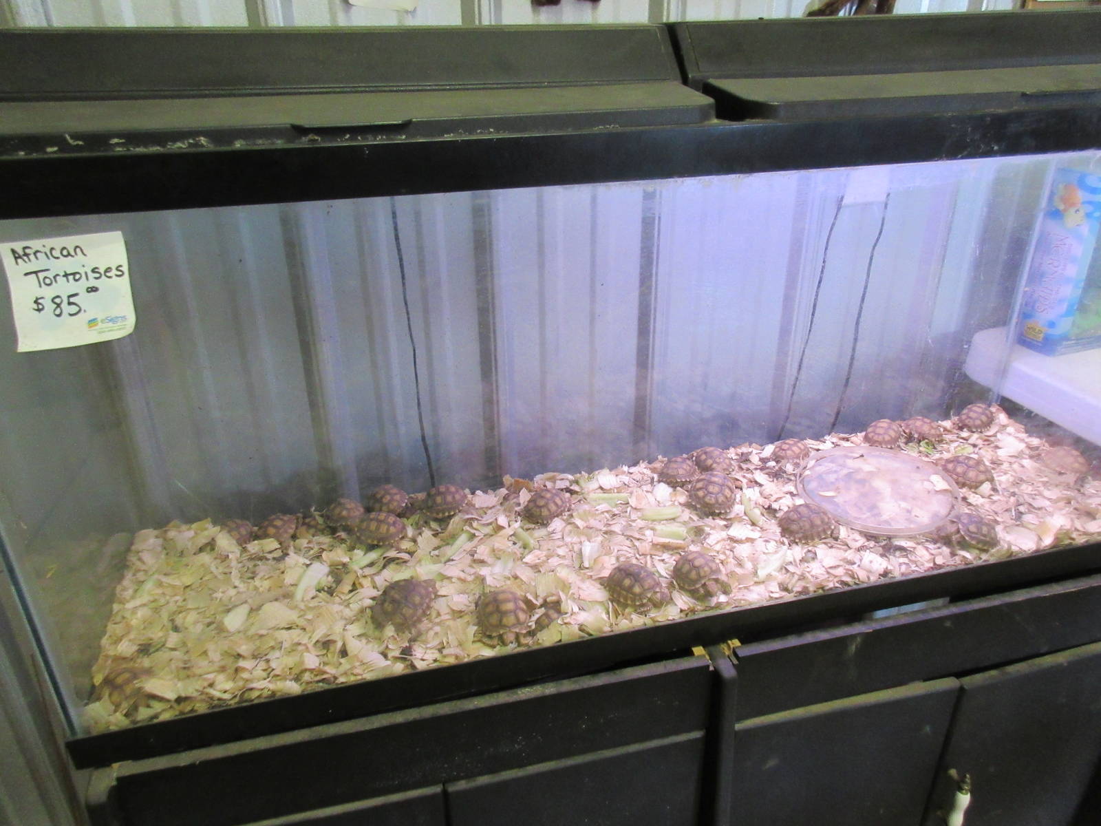 Want to buy a tortoise?