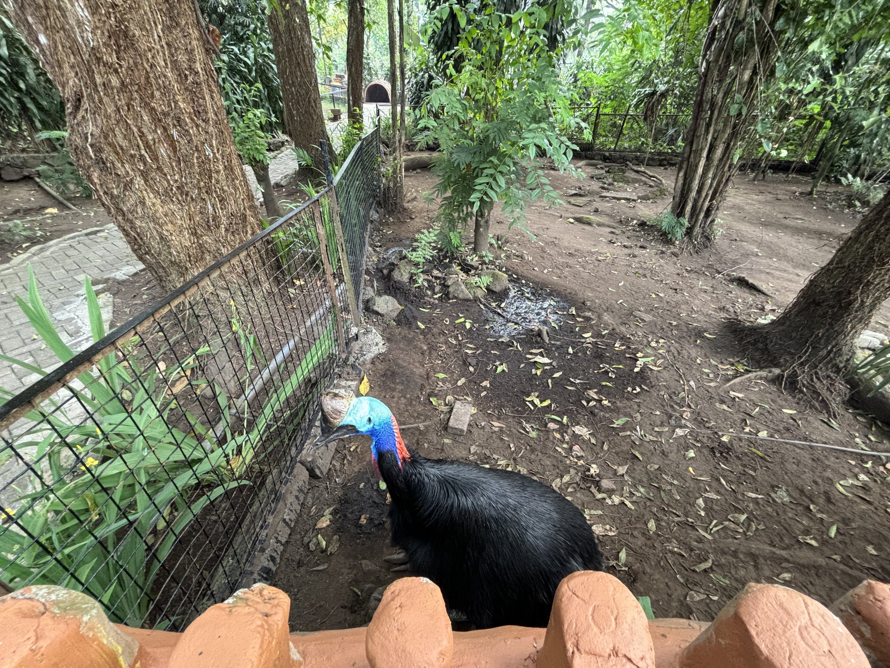 Want to pet a Cassowary? - Bird Forest