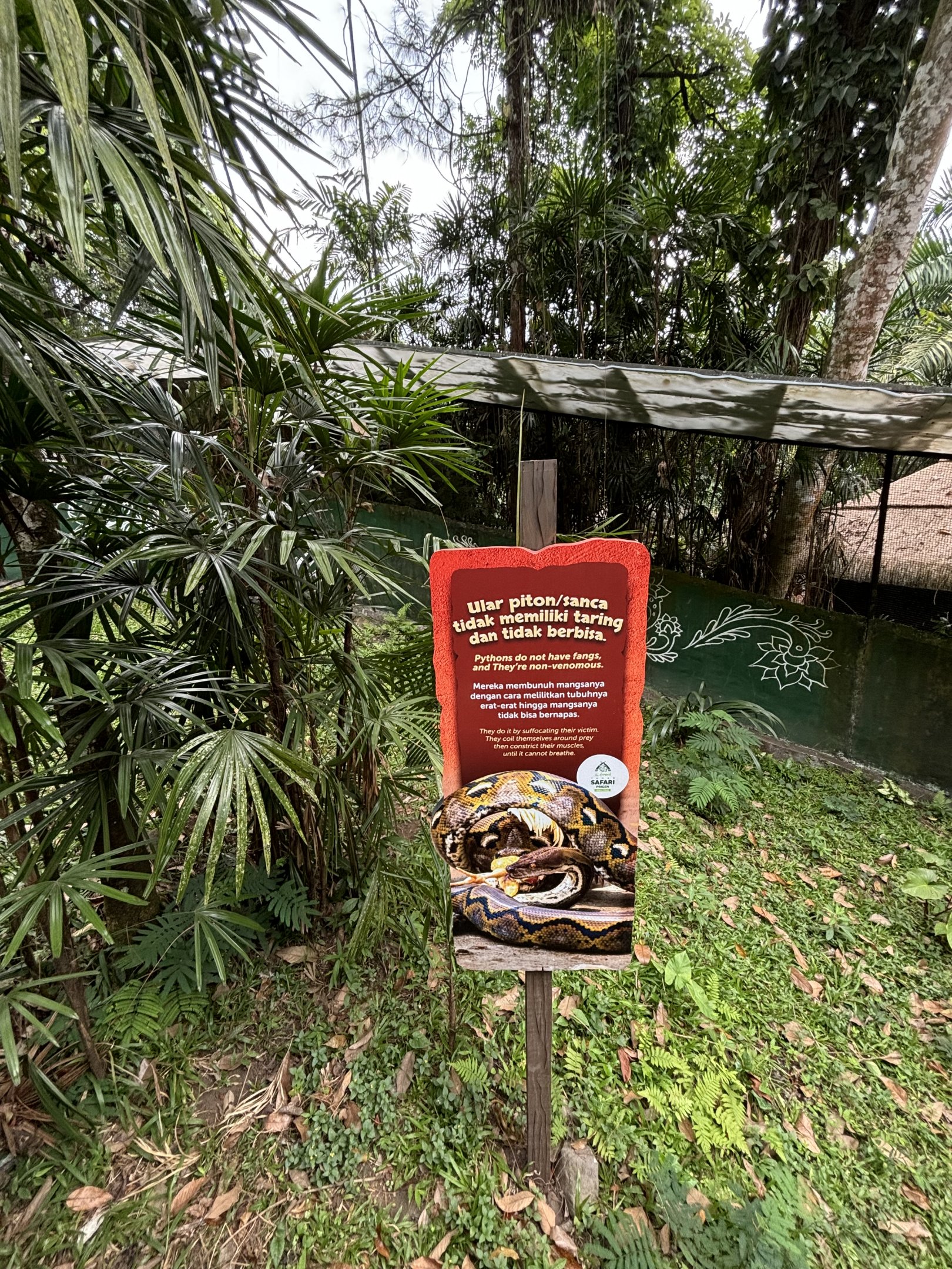 Want to pet a python?