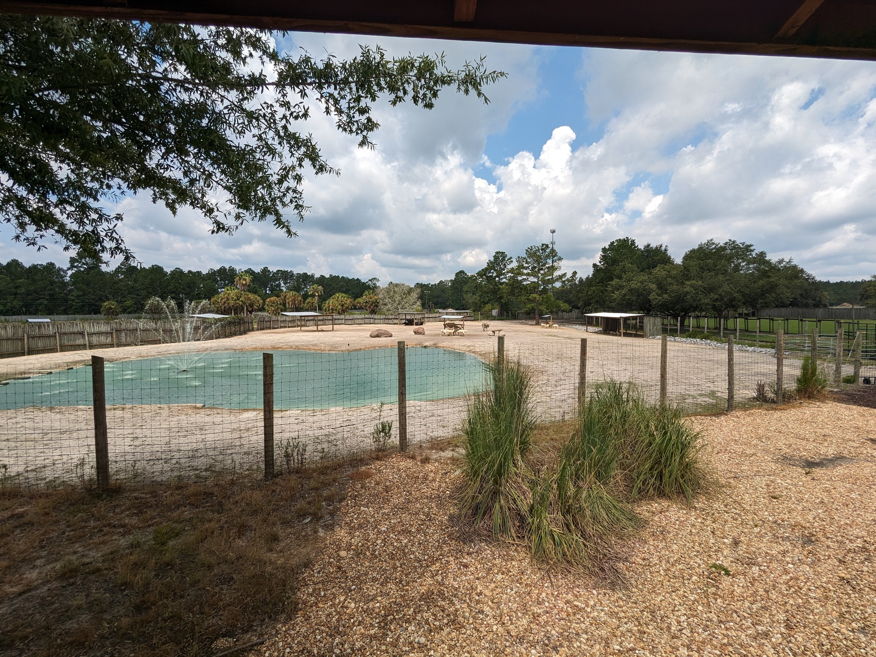 Wanyama overlook of Asian paddock