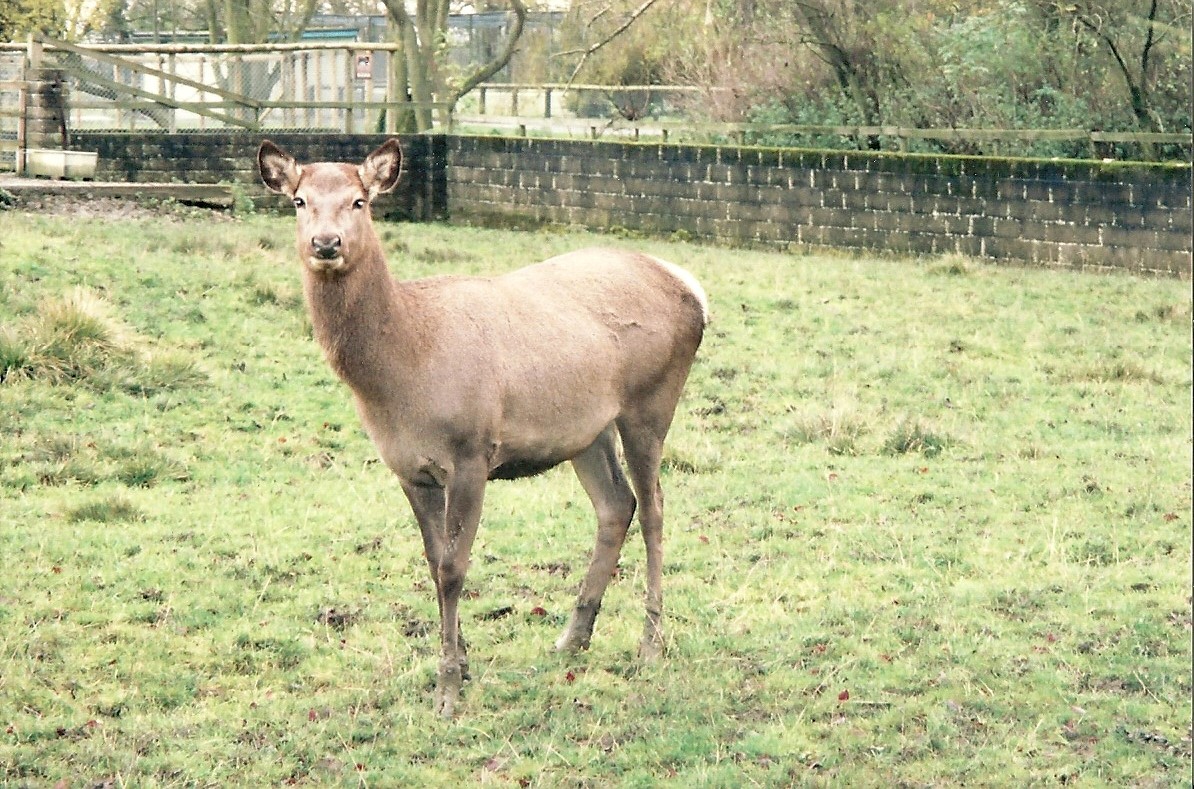 Wapiti, 18th November 2000