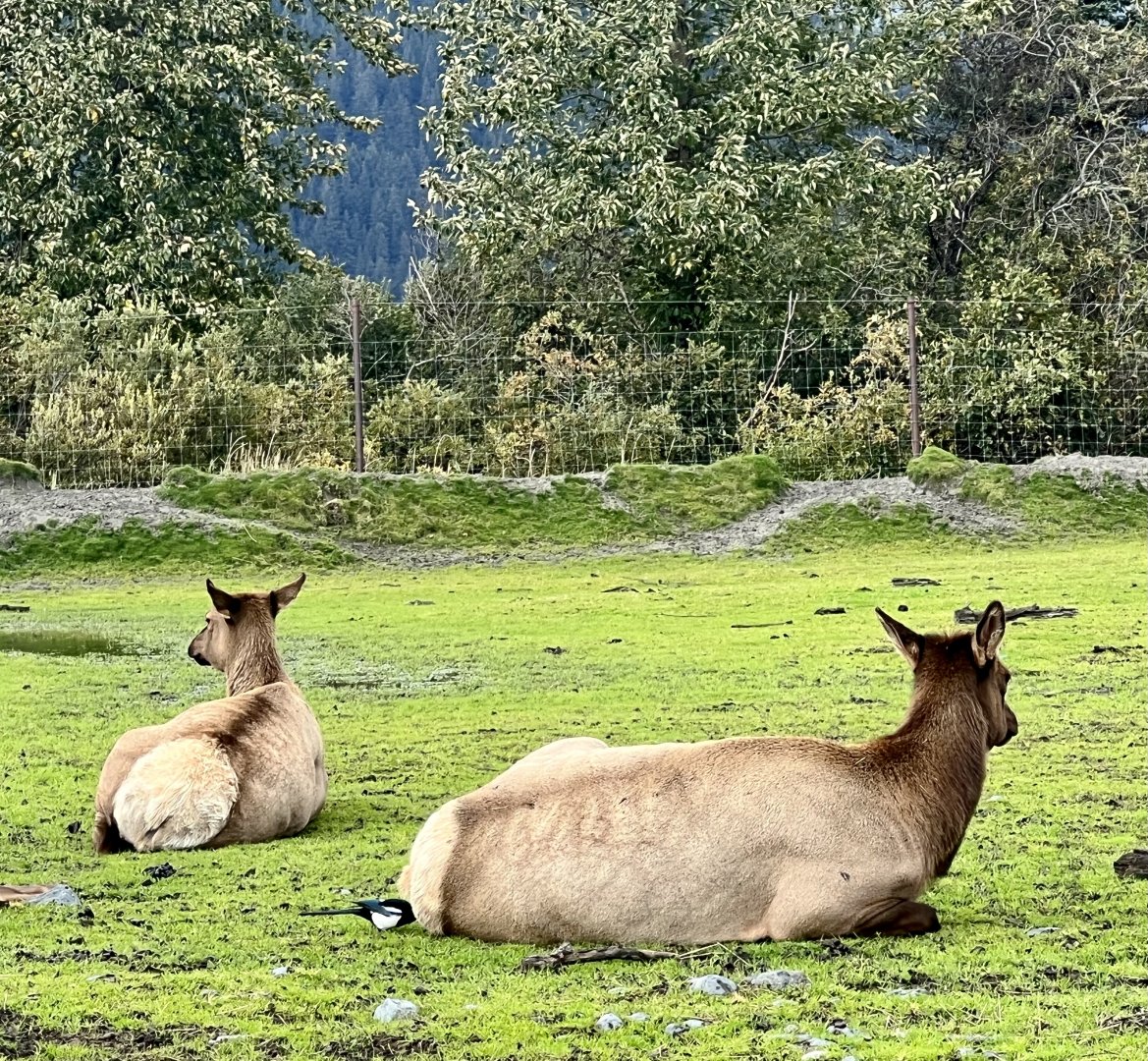 Wapiti and Black-billed Magpie