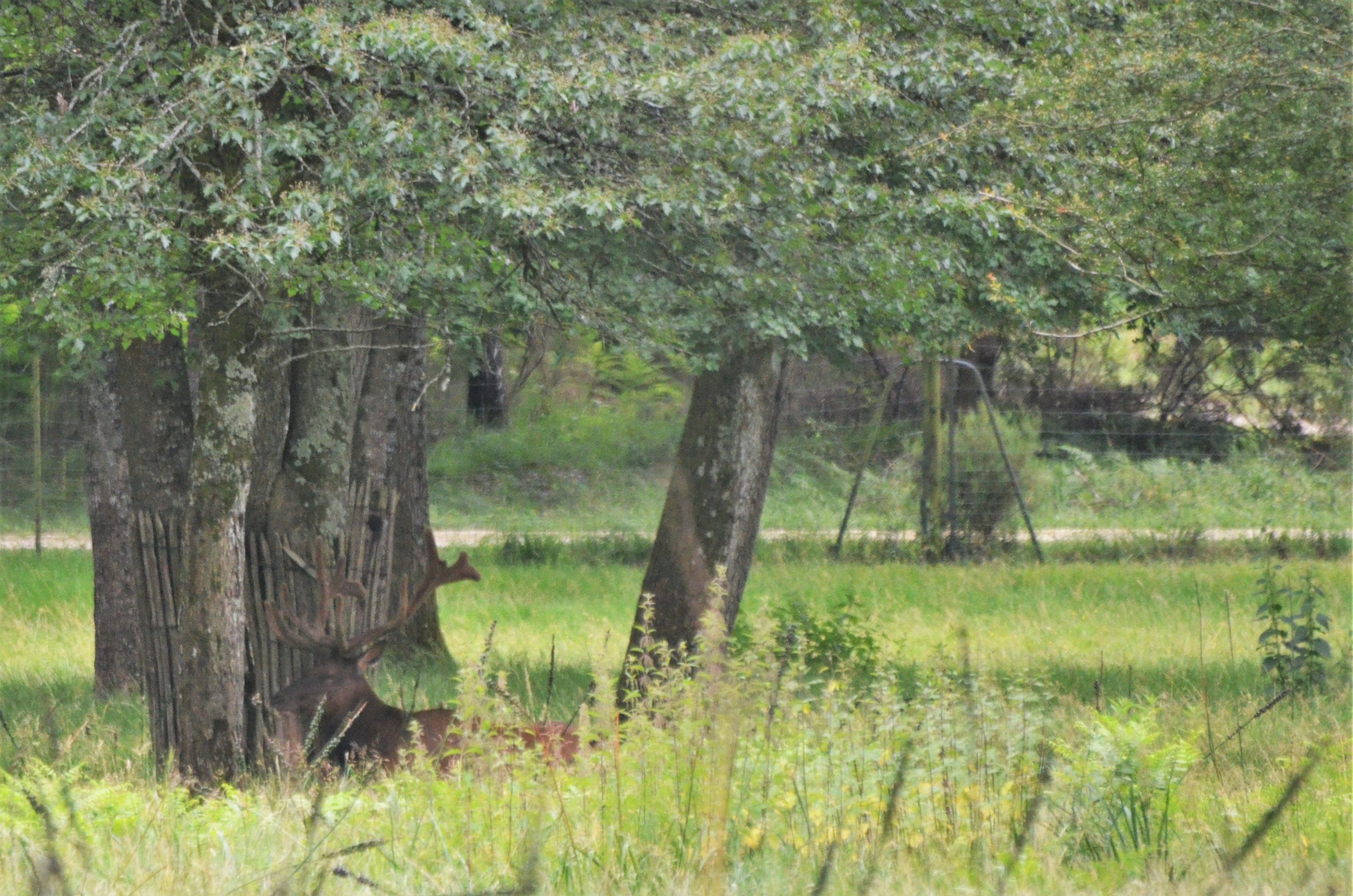 Wapiti at Haute-Touche, 14/06/18