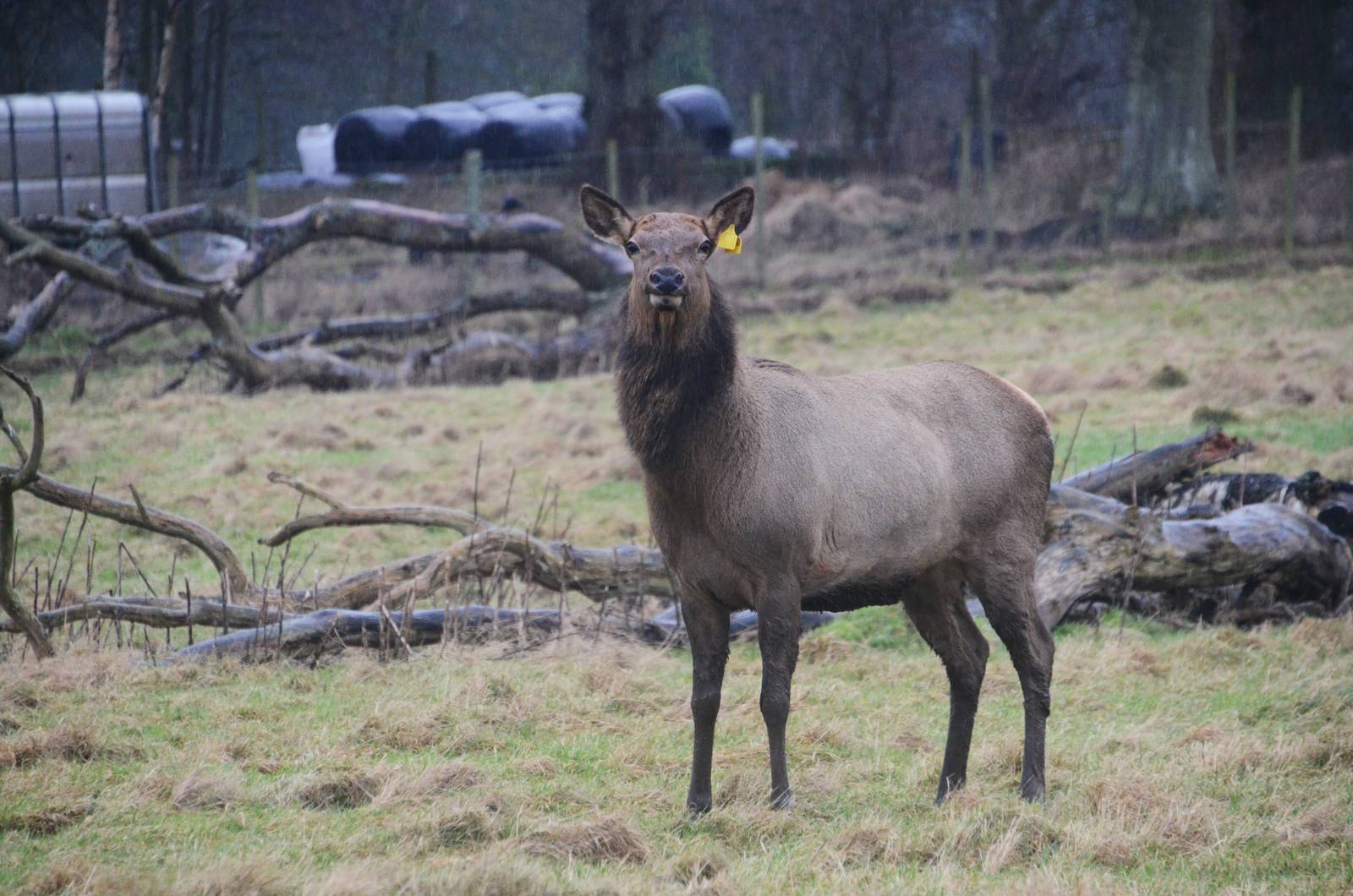 Wapiti at the Scottish Deer Centre, 06/02/16