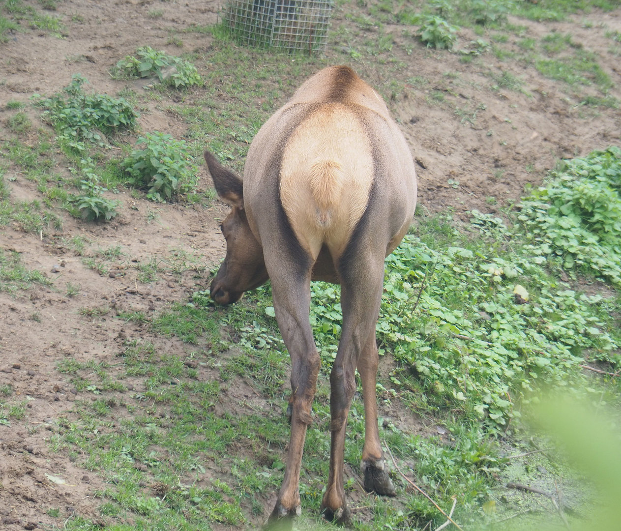 Wapiti (Cervus canadensis), 2022-09-14