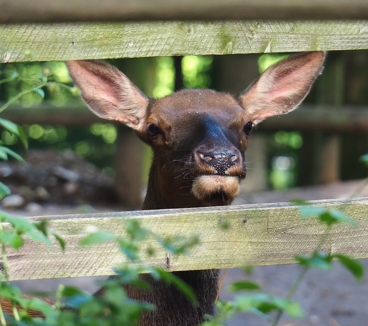 Wapiti (Cervus canadensis), 2023-06-24