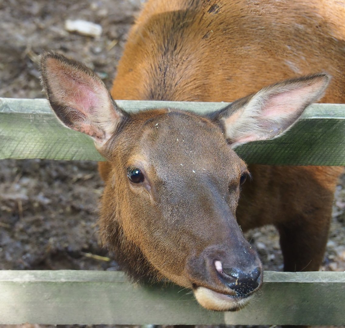 Wapiti (Cervus canadensis), 2023-06-24