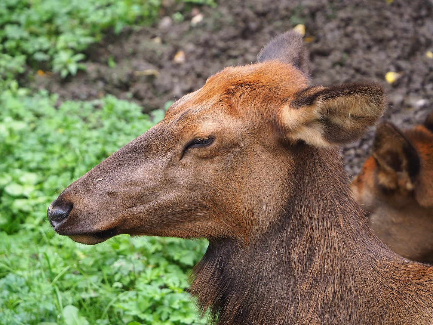 Wapiti (Cervus canadensis), 2023-10-13