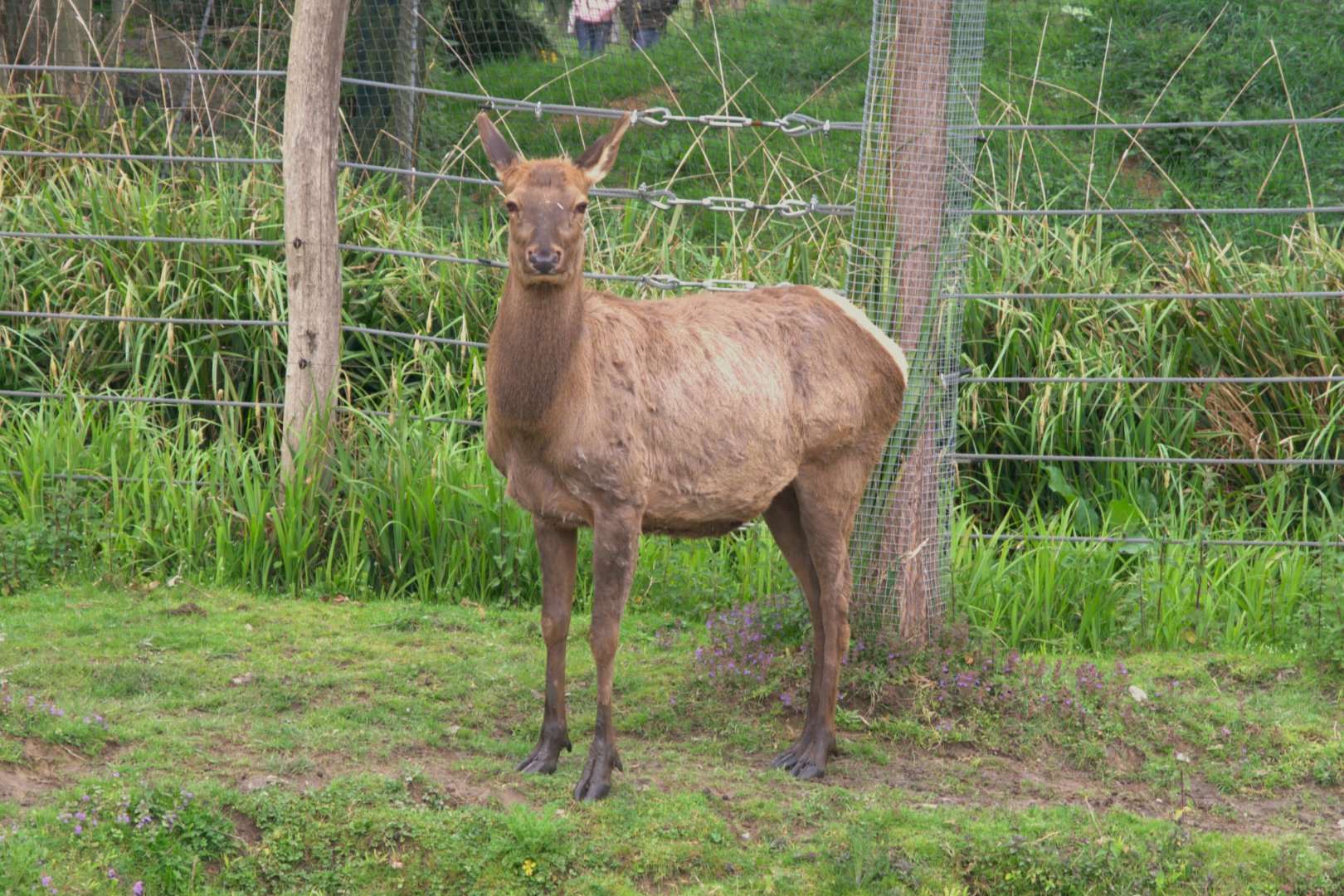 Wapiti (Cervus canadensis), 24-04-25