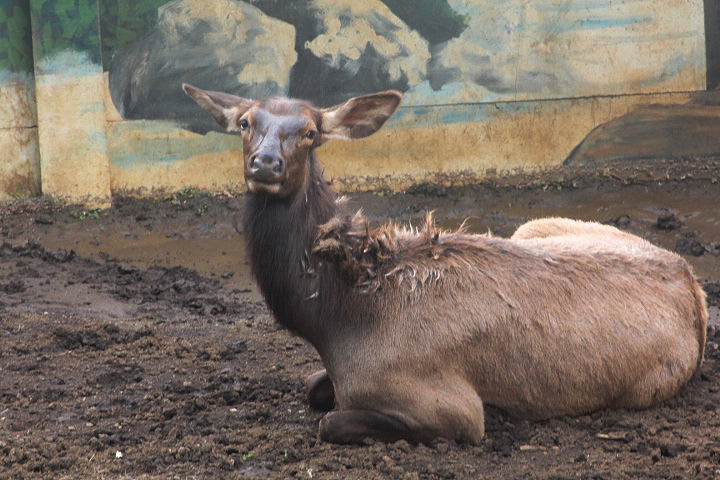 Wapiti (Cervus canadensis) - Drive Thru Park