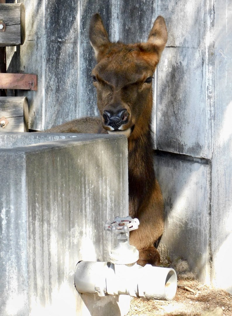 Wapiti (Cervus canadensis) - Tobu Zoo November 15, 2025