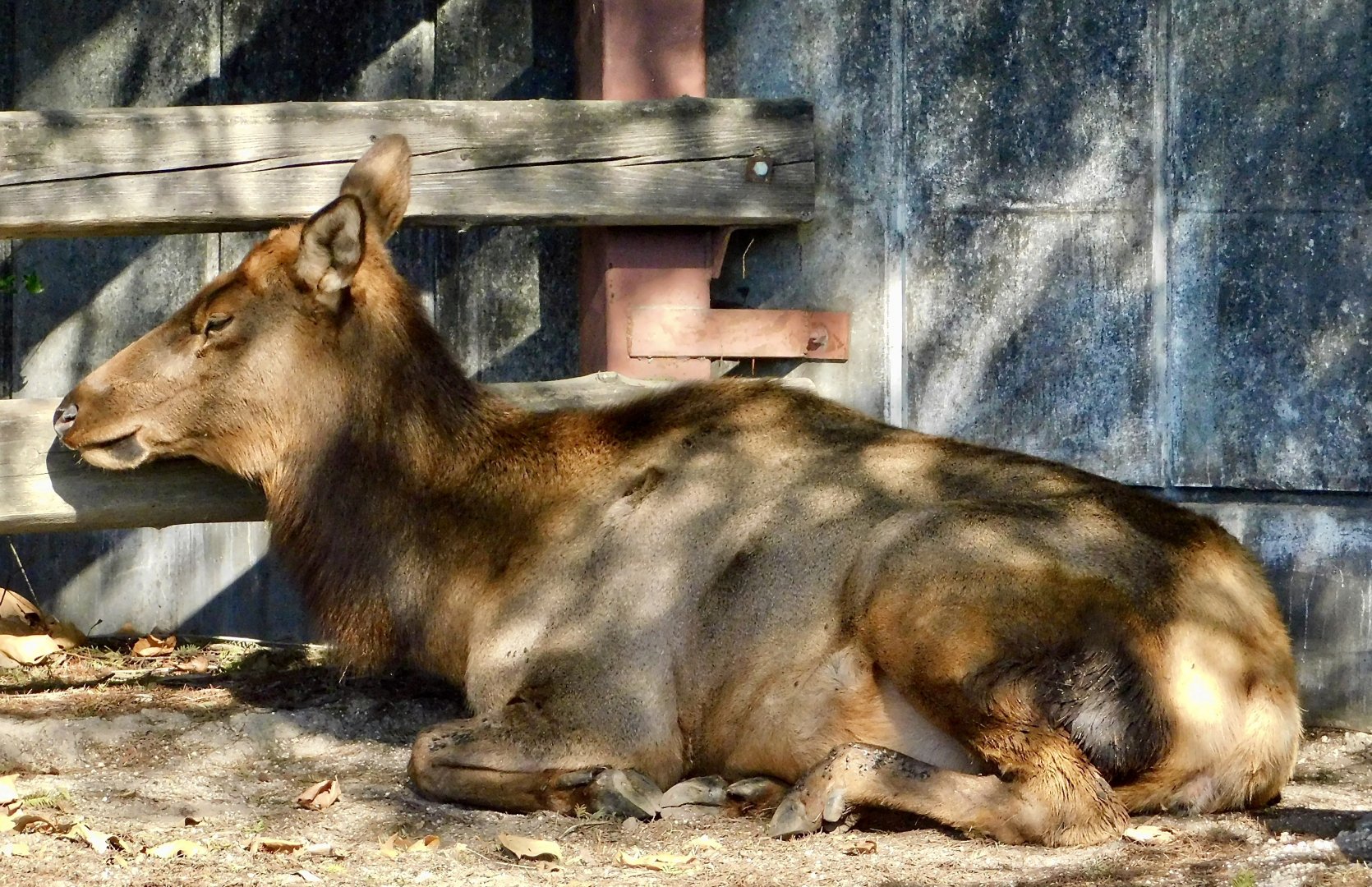 Wapiti (Cervus canadensis) - Tobu Zoo November 15, 2025