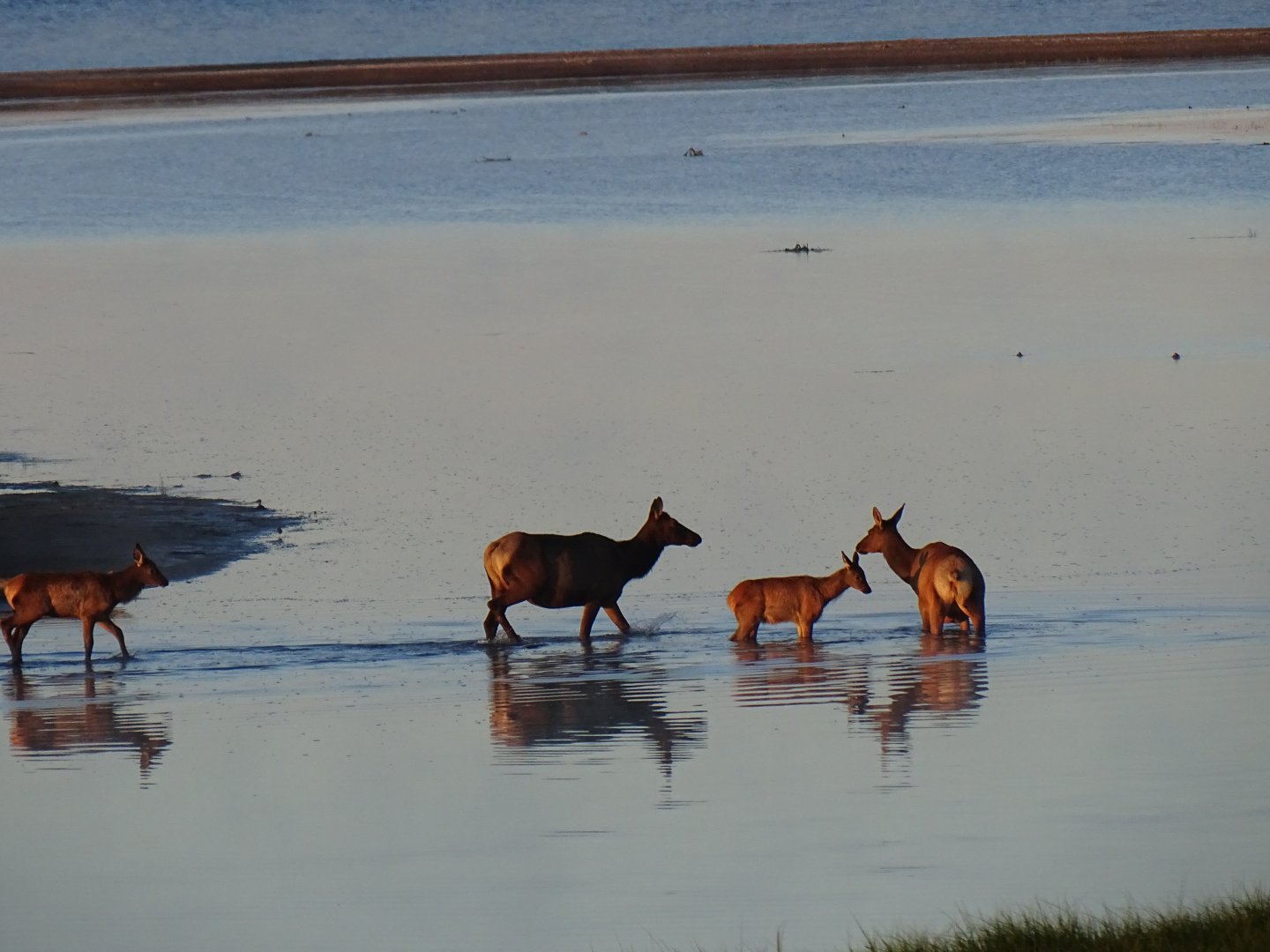 Wapiti (Cervus canadensis)