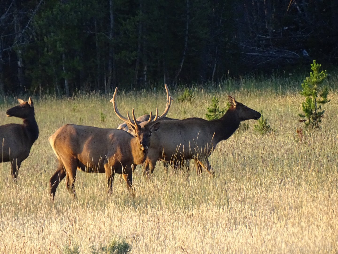 Wapiti (Cervus canadensis)