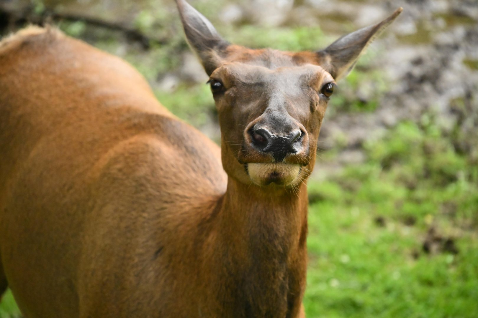 Wapiti (Cervus canadensis)