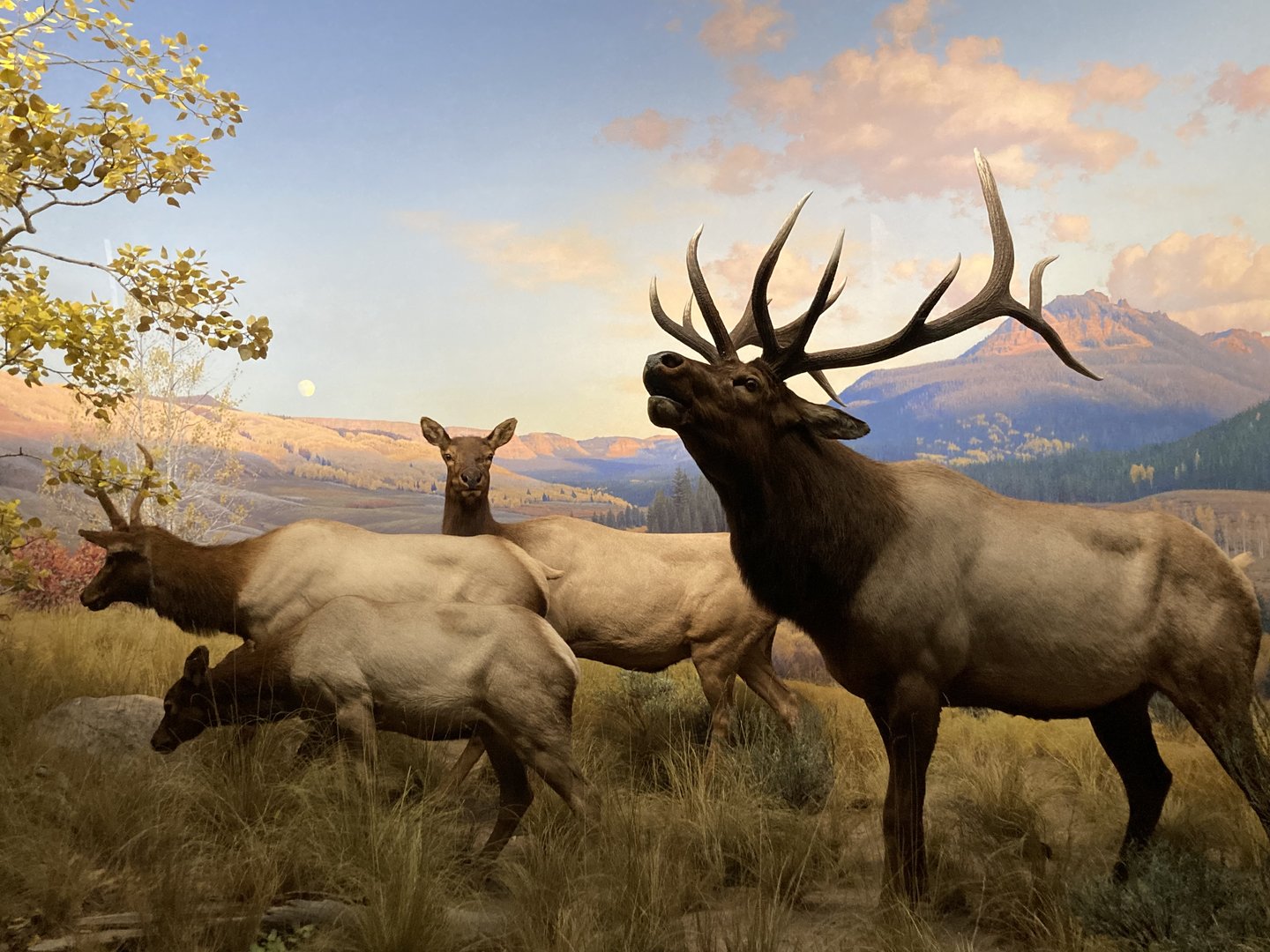 Wapiti / Elk - Bernard Family Hall of North American Mammals