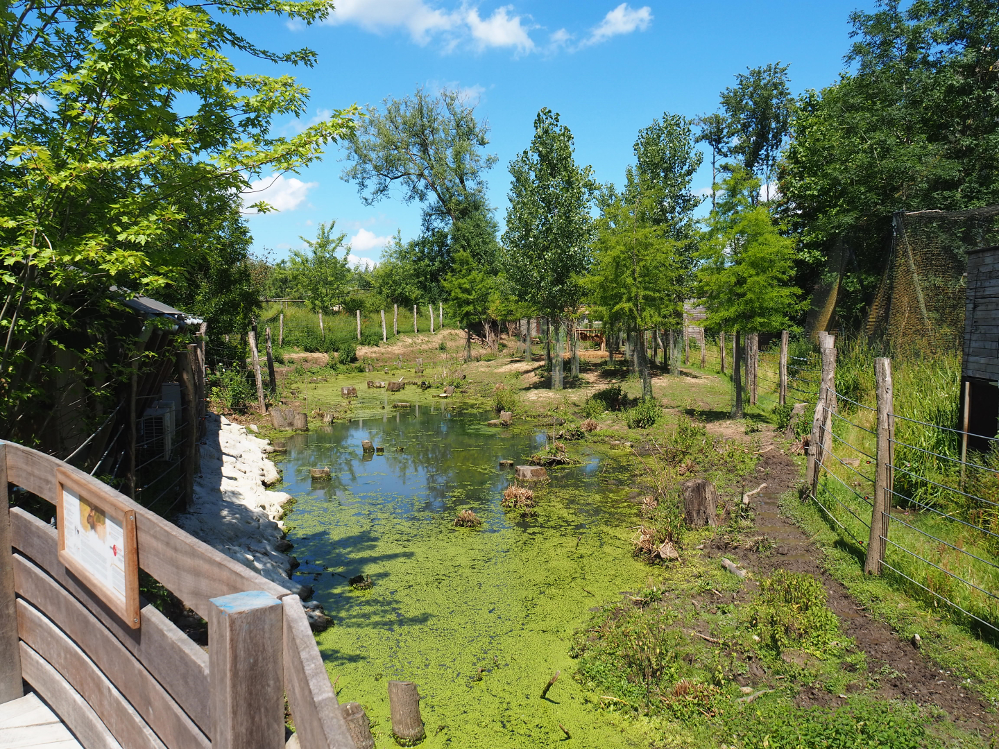 Wapiti exhibit, 2022-06-28