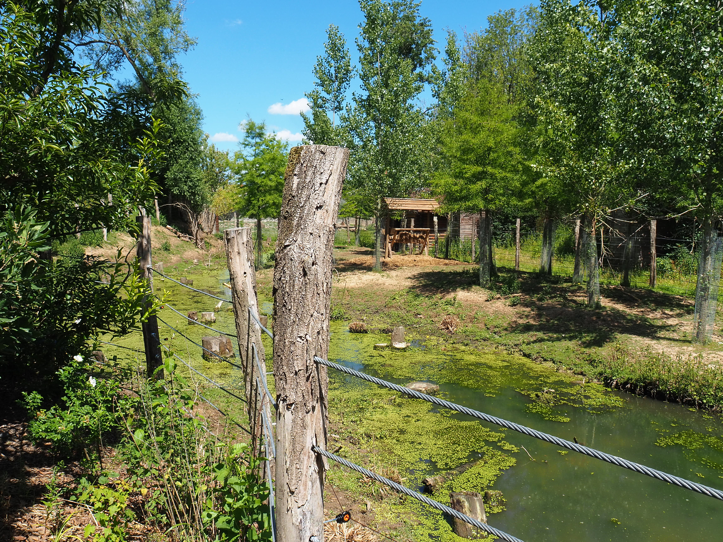 Wapiti exhibit, 2022-06-28