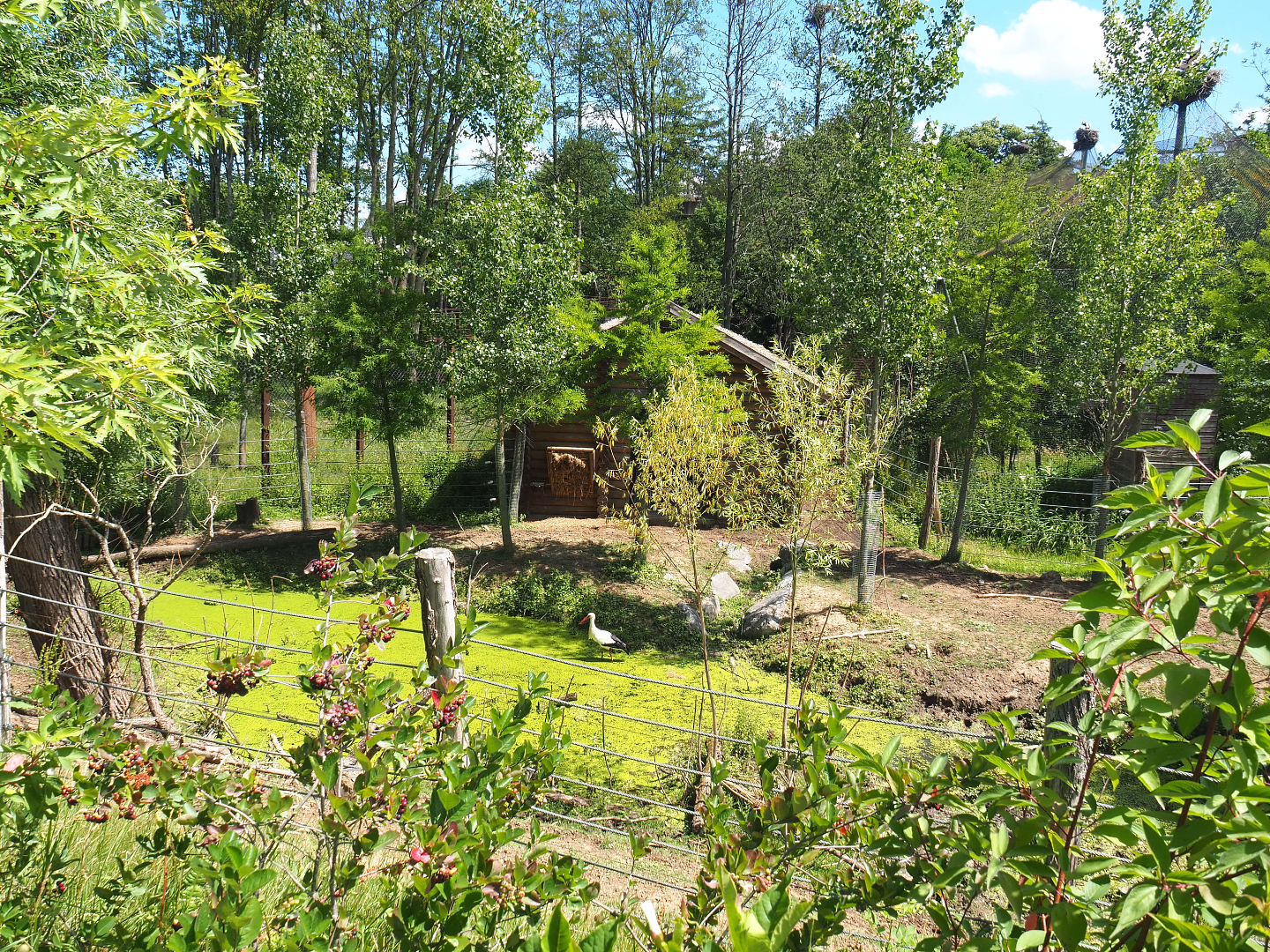 Wapiti exhibit, 2022-06-28