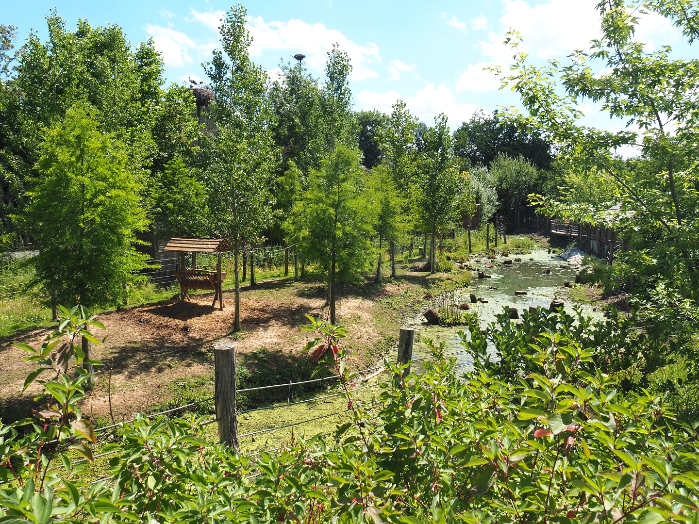 Wapiti exhibit, 2022-06-28