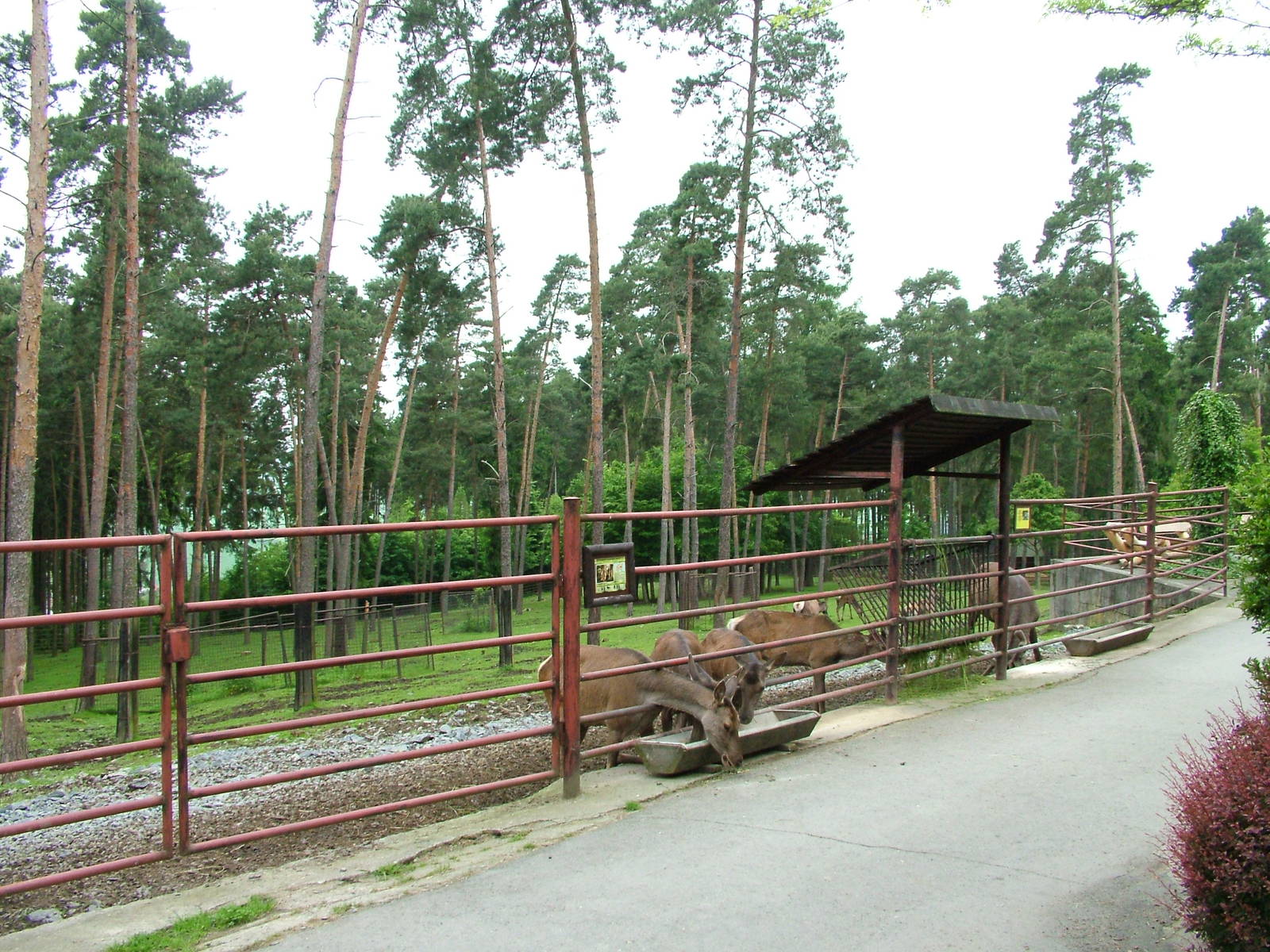 Wapiti exhibit at Olomouc 30/05/10