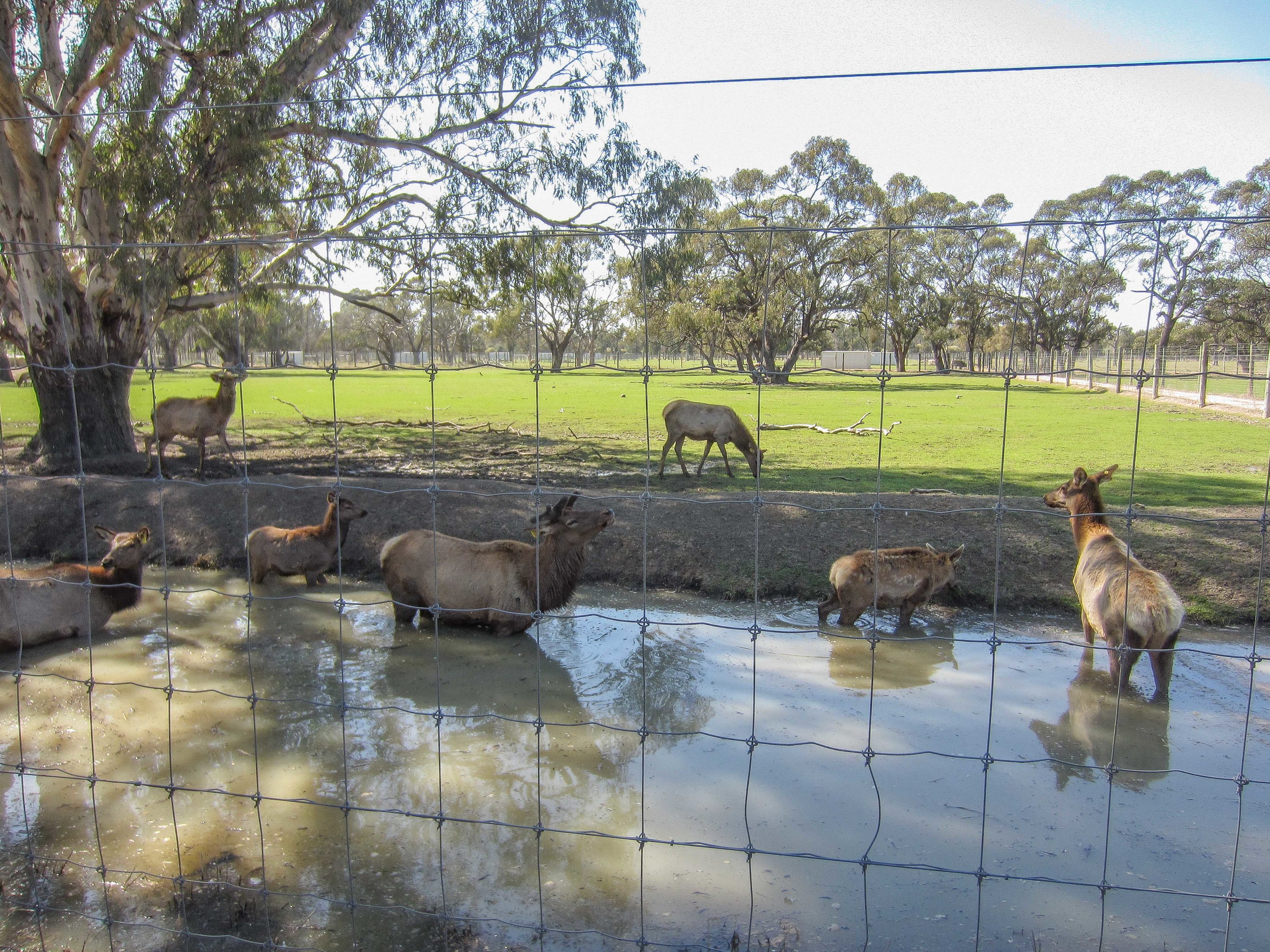 Wapiti exhibit