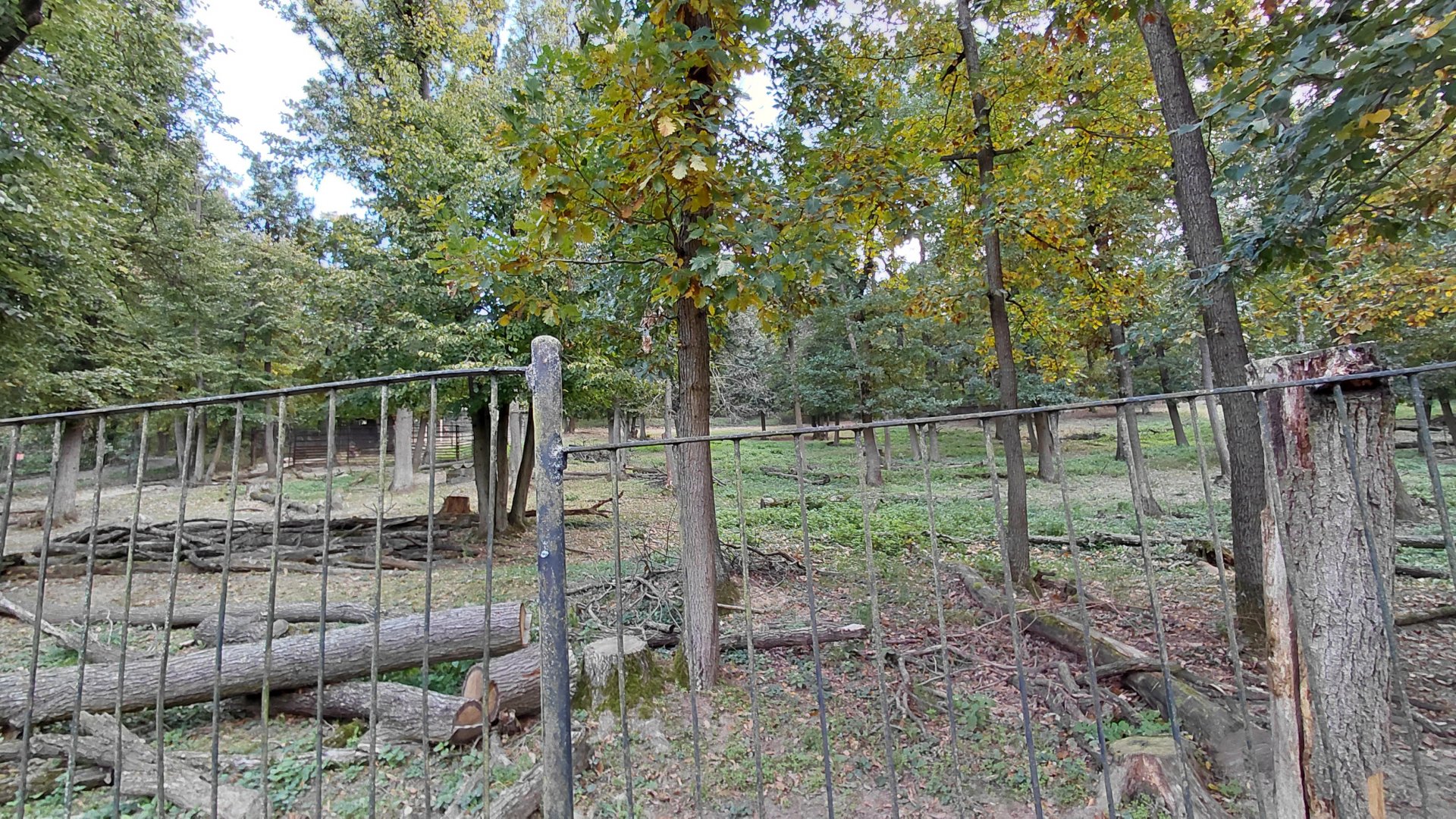 Wapiti exhibit
